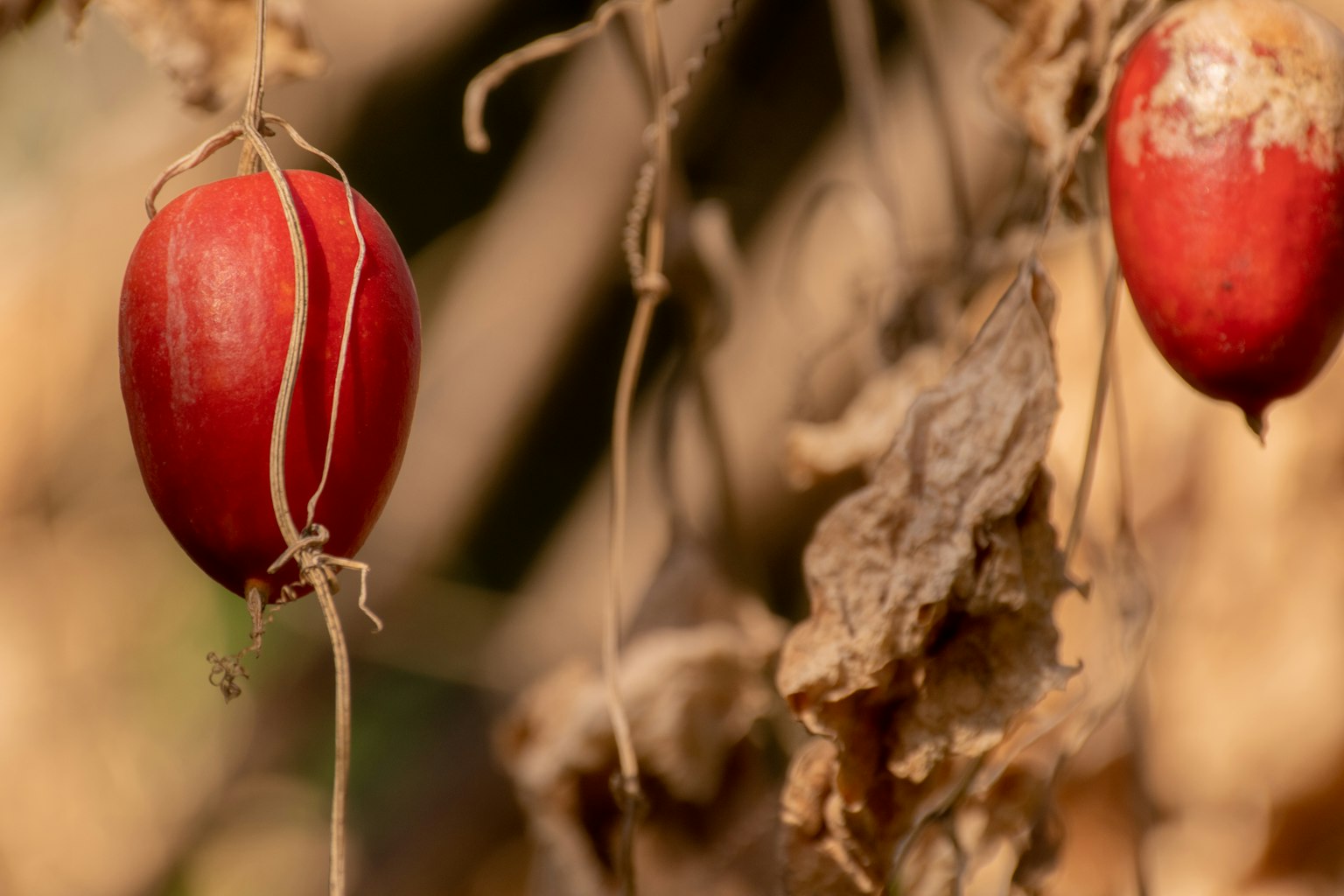 Rote Früchte hängen vor einem trockenen Pflanzenhintergrund