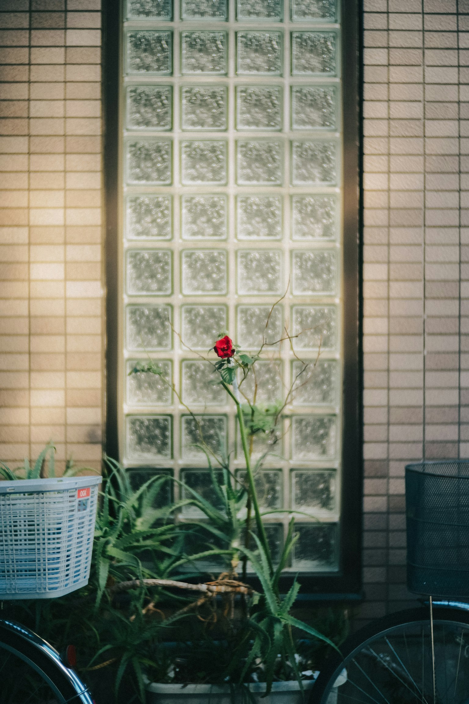 ガラスブロックの壁の前に立つ赤いバラと植物のある自転車