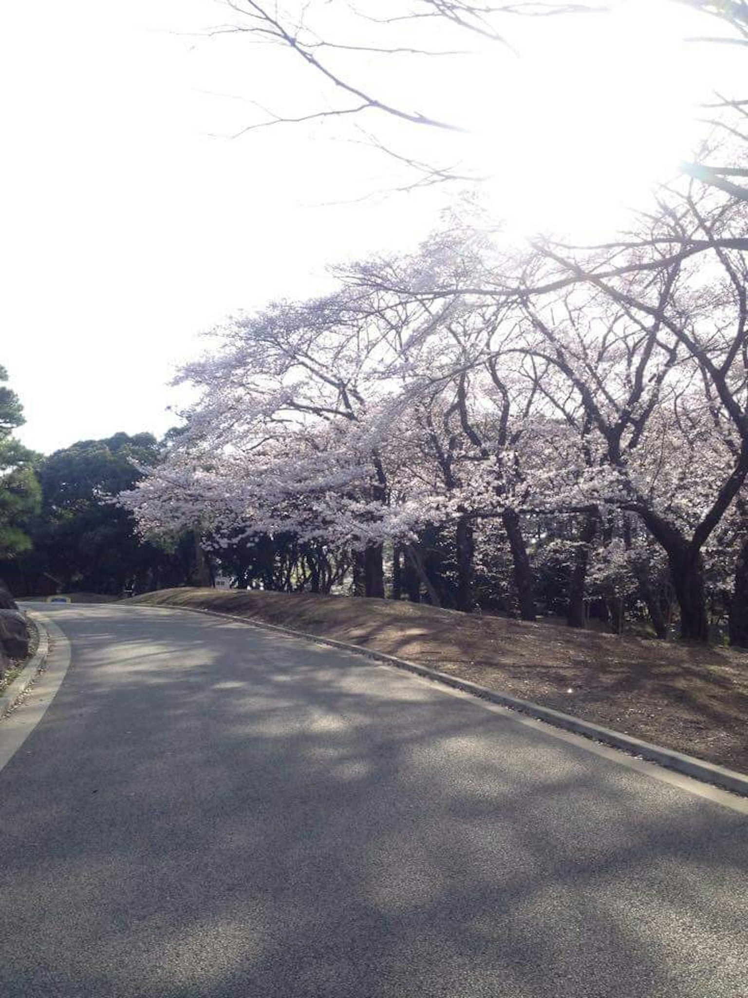 Vista escénica de un camino flanqueado por cerezos en flor