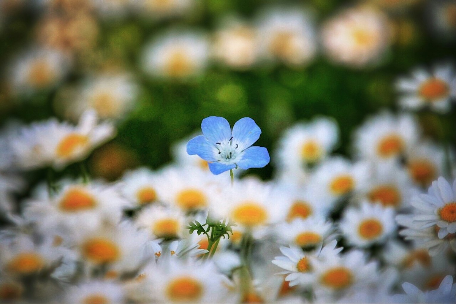 Kedekatan bunga biru dikelilingi bunga daisy putih