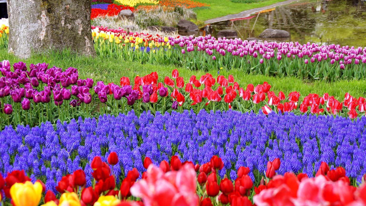 Vibrant tulips and grape hyacinths blooming in a colorful flower garden