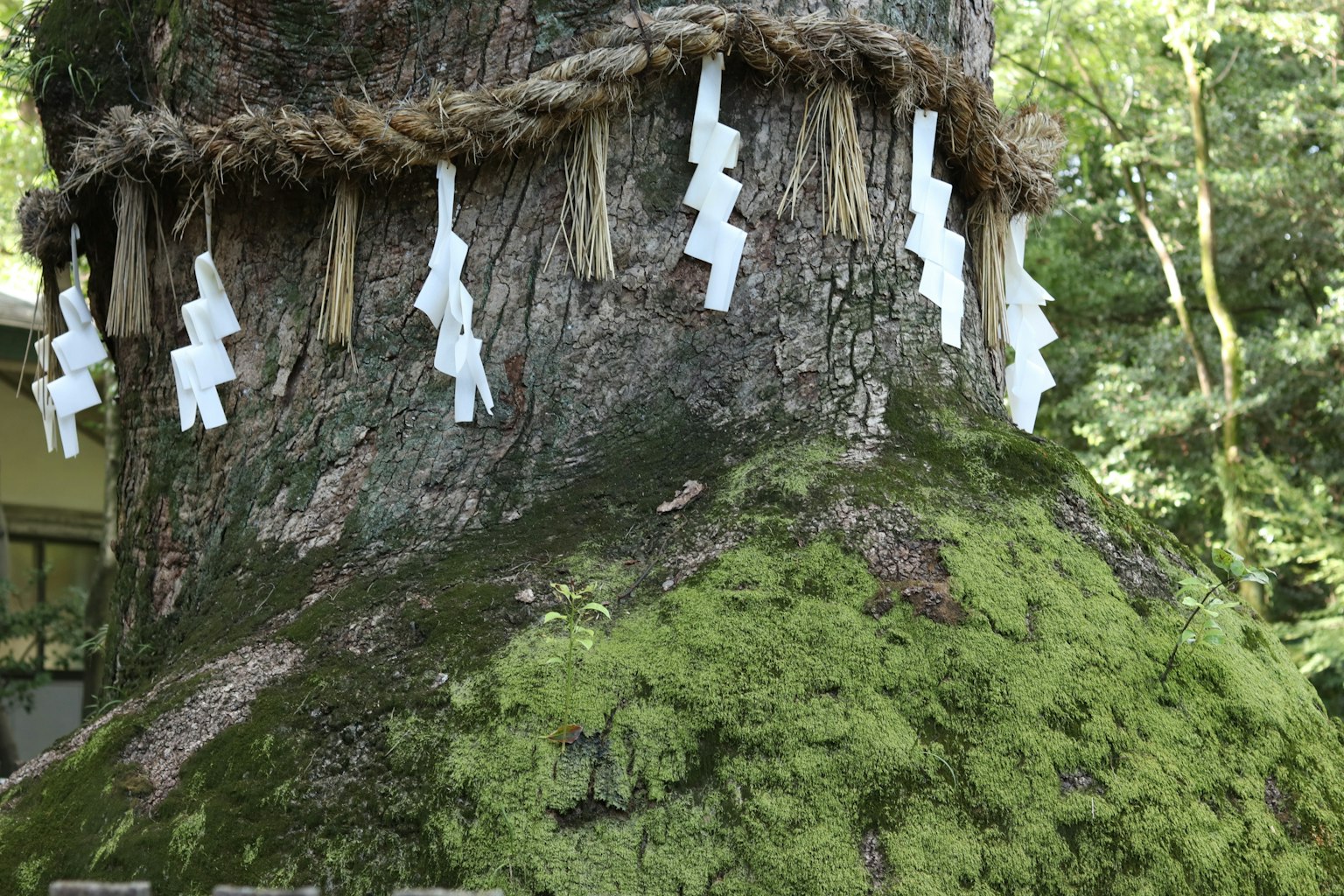 Un tronc d'arbre sacré recouvert de mousse avec des papiers shide blancs suspendus