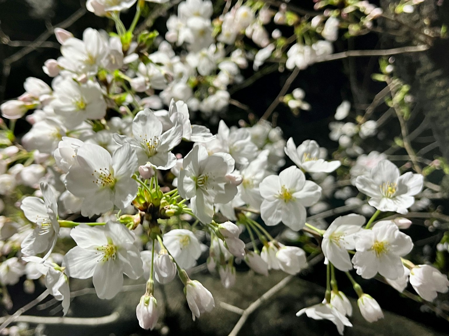 夜間背景下盛開的白花特寫
