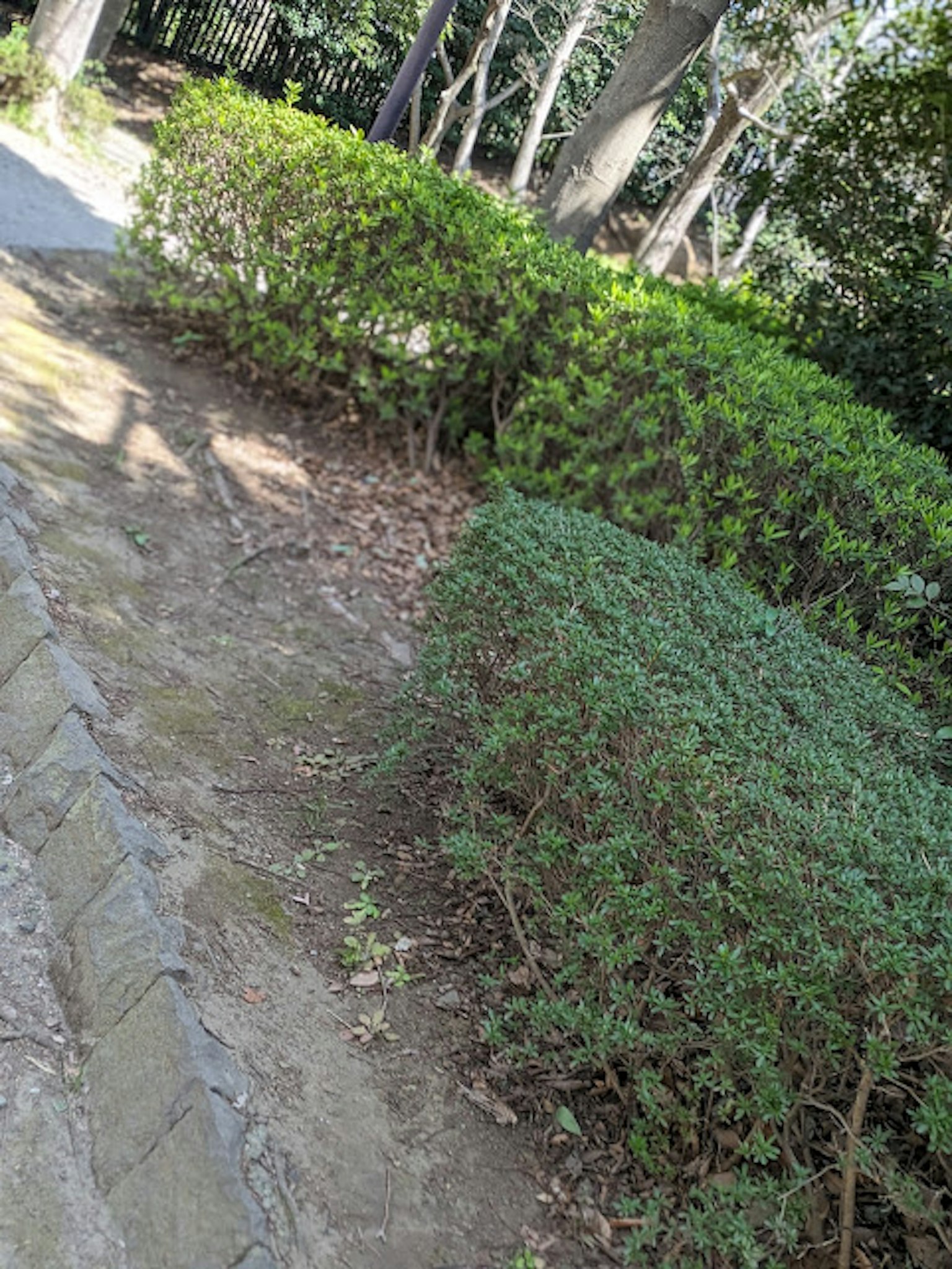 Parkszene mit grünen Sträuchern und einem gepflasterten Weg