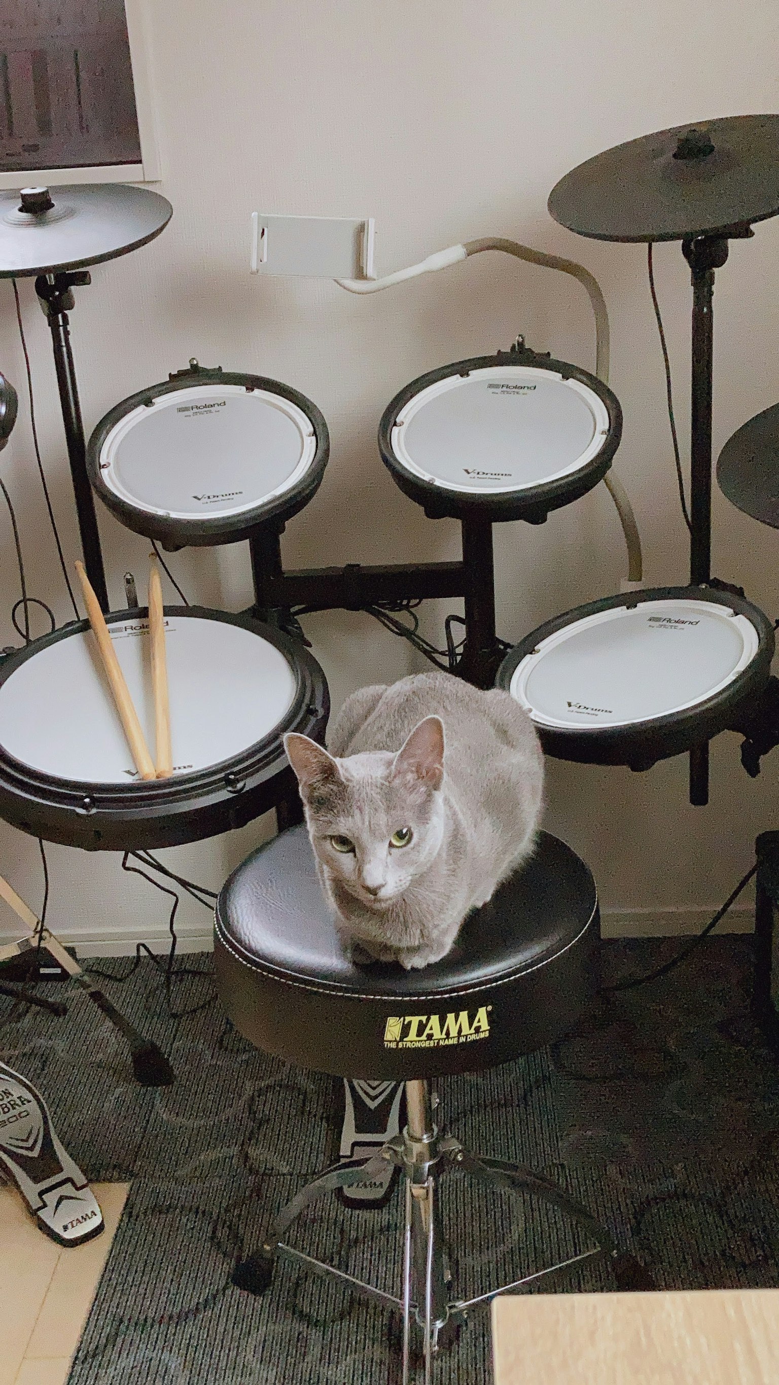 Gatto grigio seduto su una batteria elettronica