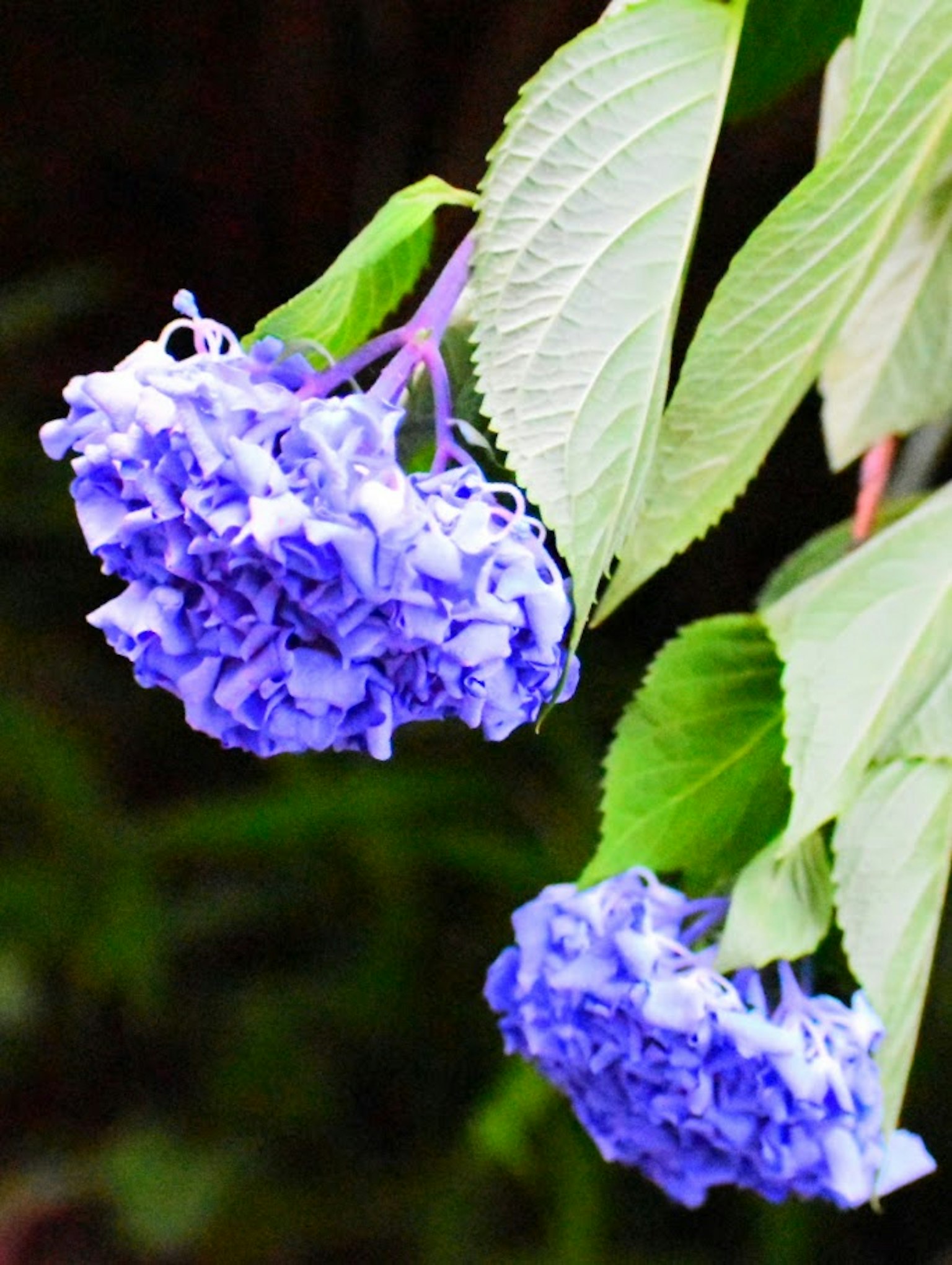 Primo piano di fiori blu-viola vivaci con foglie verdi