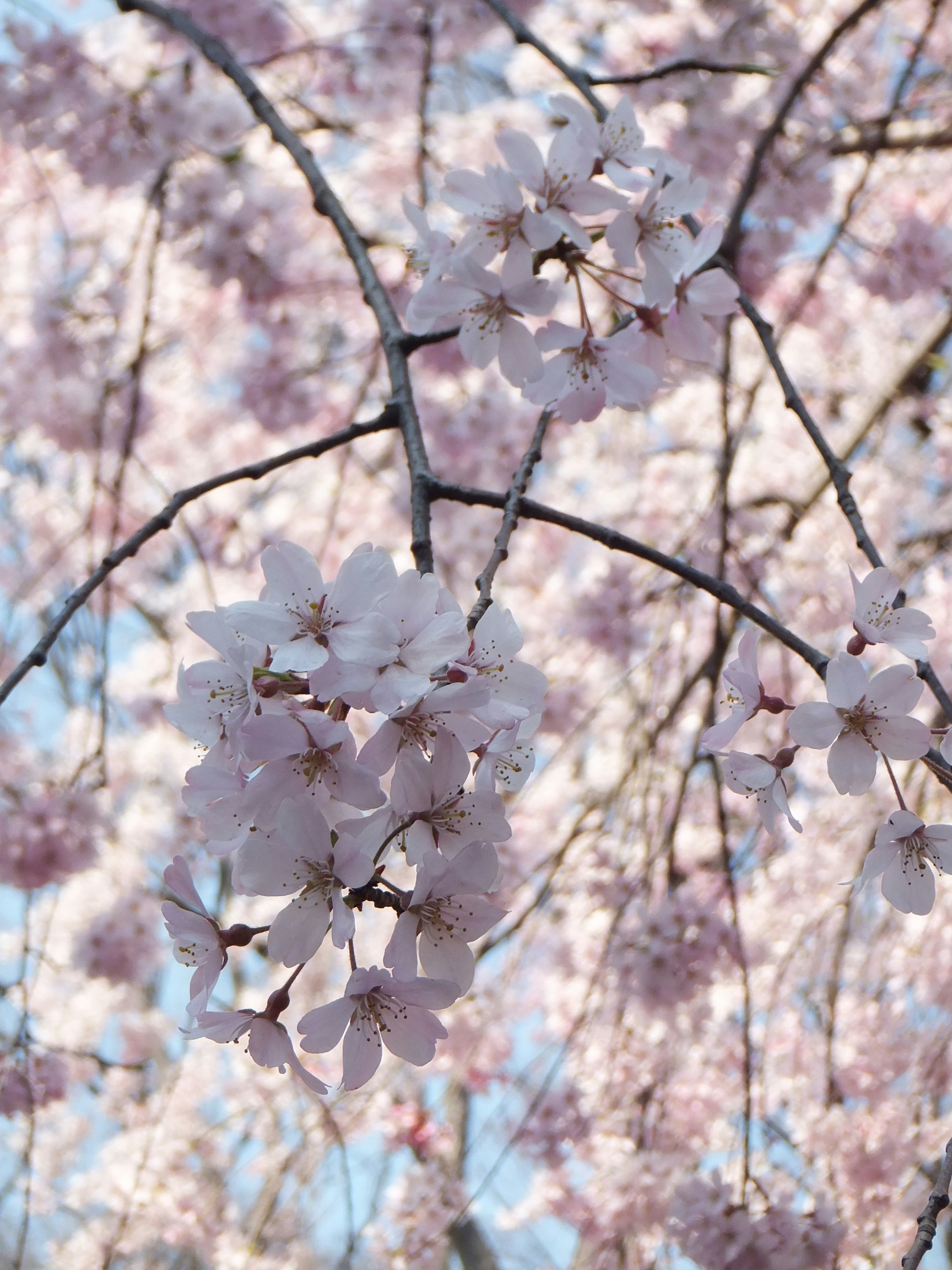 Fleurs de cerisier en fleurs sur des branches au printemps