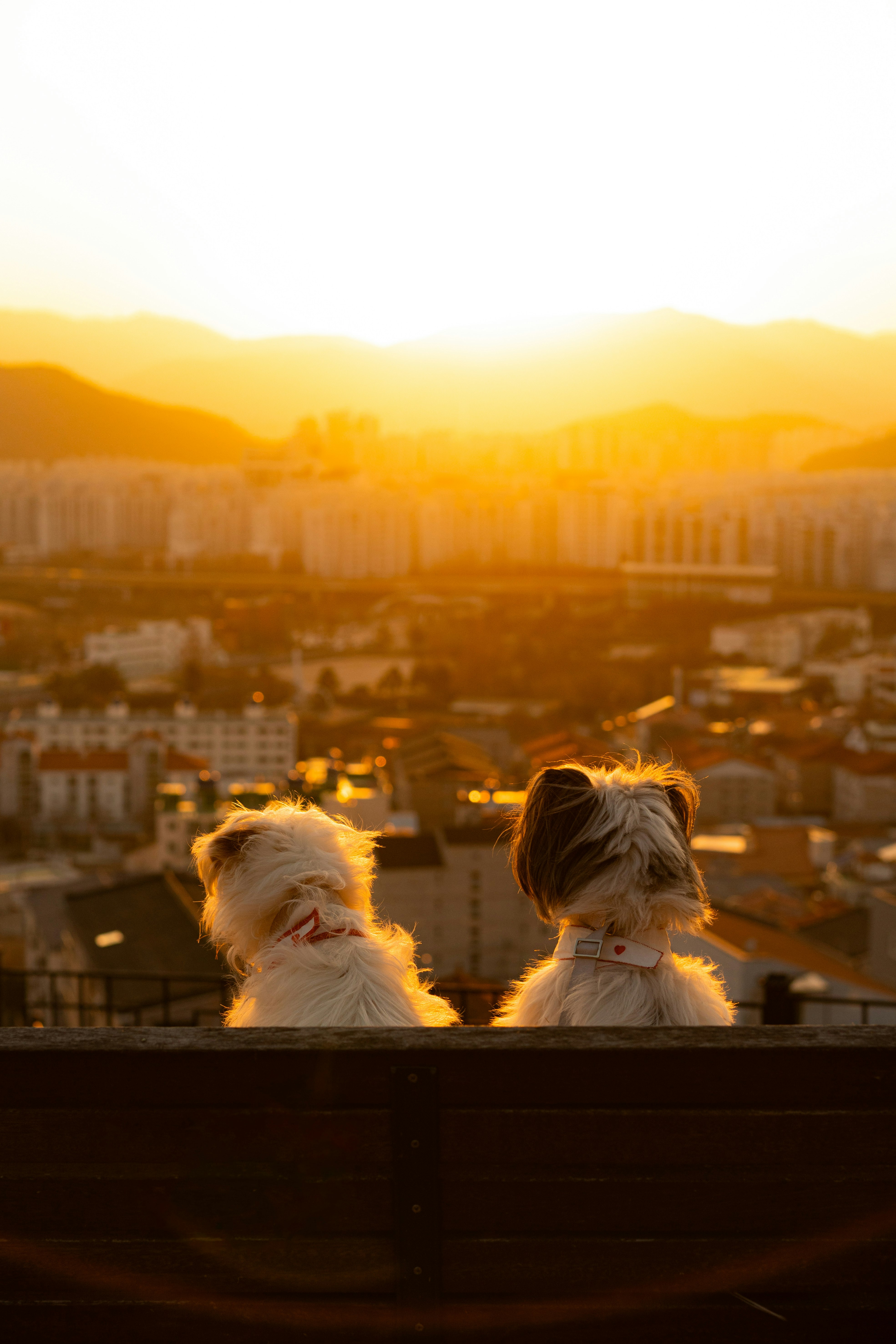 夕焼けの屋上で寄り添う2匹の小型犬