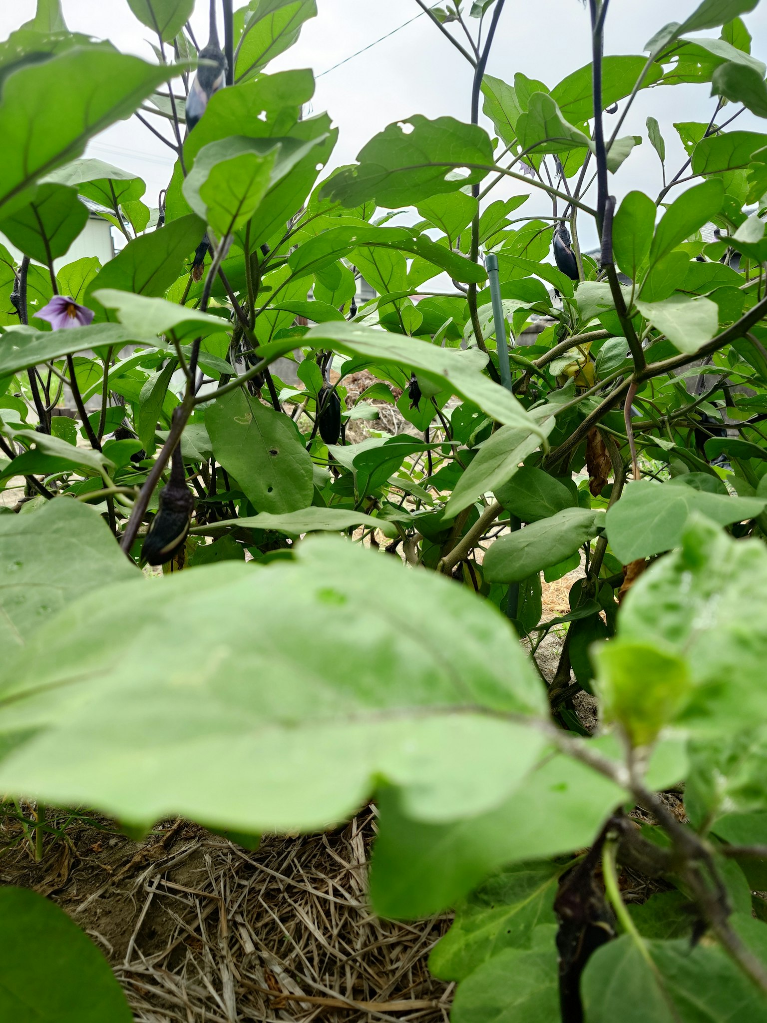 Image en gros plan de feuilles vertes luxuriantes d'une plante