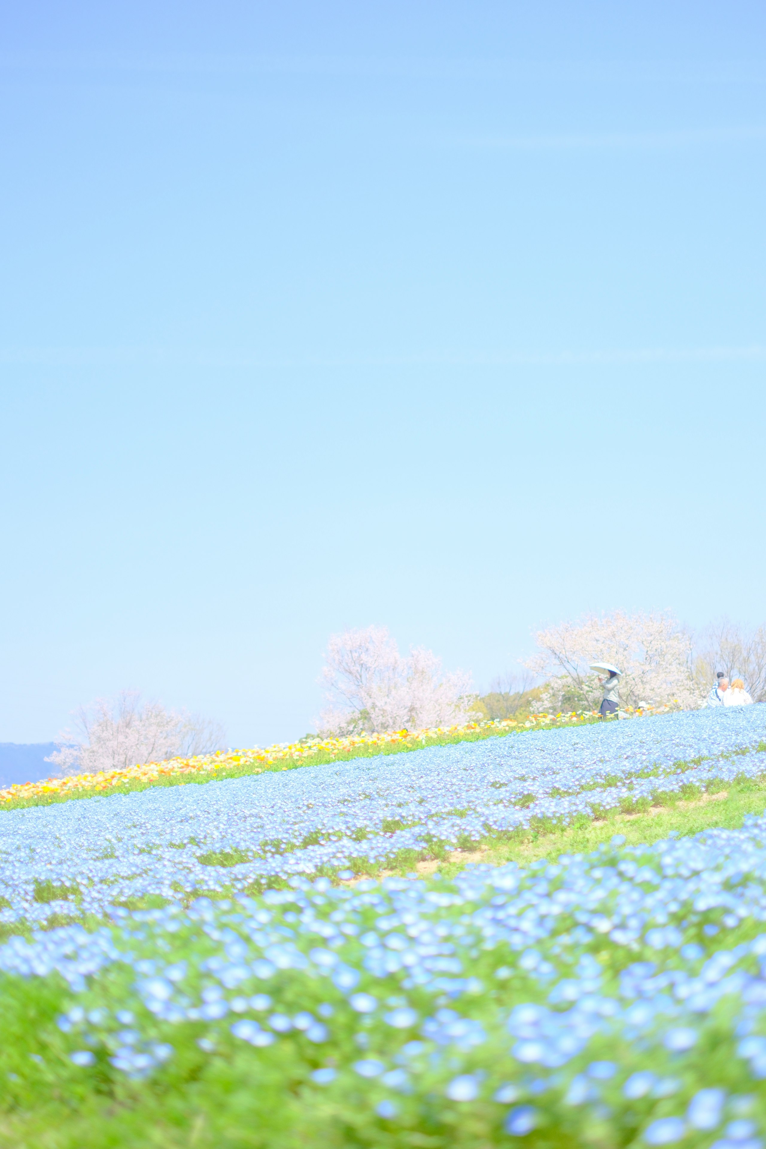 春の丘に咲くネモフィラと桜の花畑