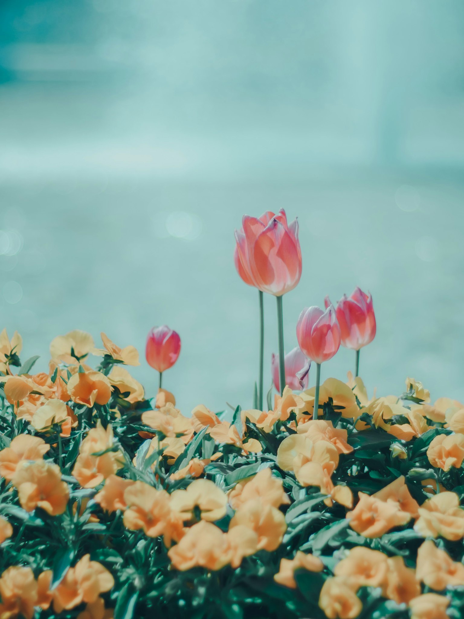 Colorful tulips and orange flowers blooming in a garden