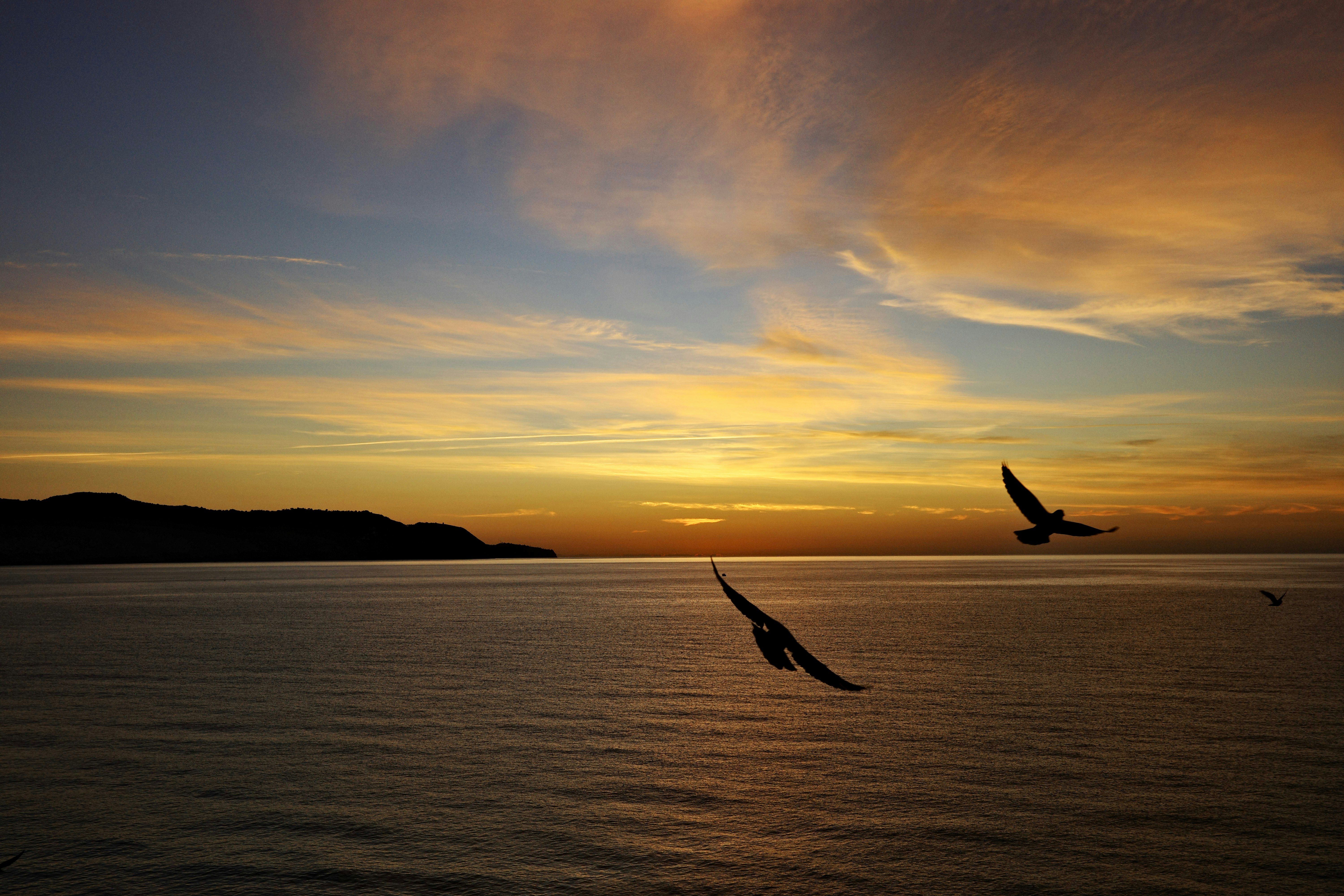 バルコニー・デ・エウロパの夕日と海辺を飛ぶ鳥
