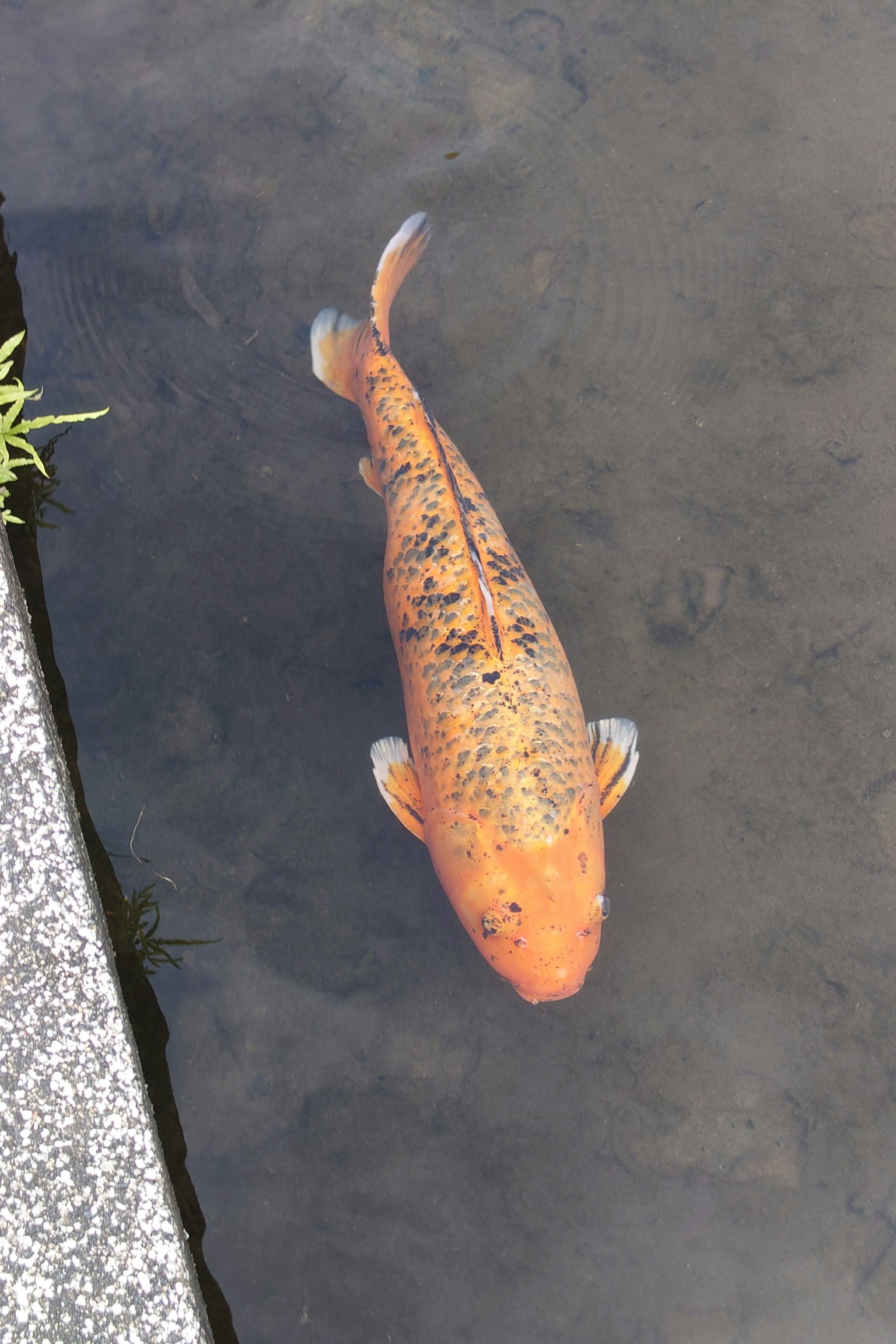 Un pesce koi arancione vivace che nuota in acqua chiara