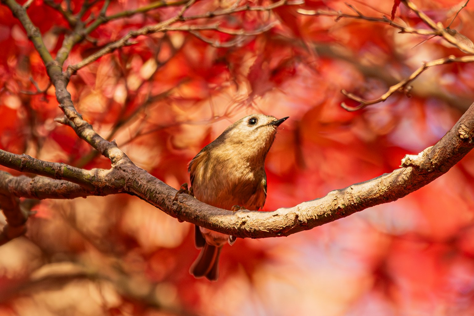 Close-up of a small bird perched on a branch of a tree with red leaves