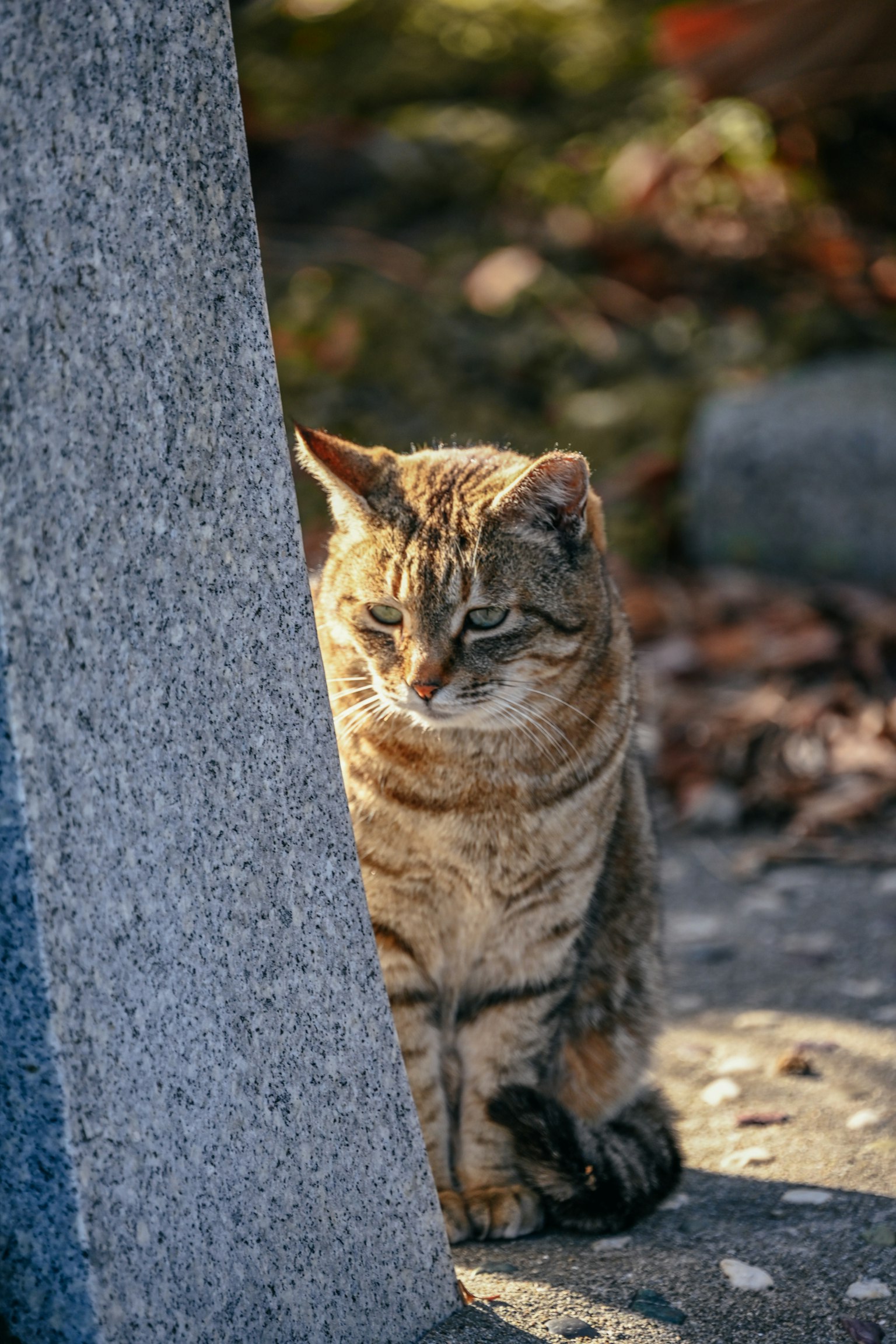 Un chat assis à côté d'une pierre dans un cadre naturel