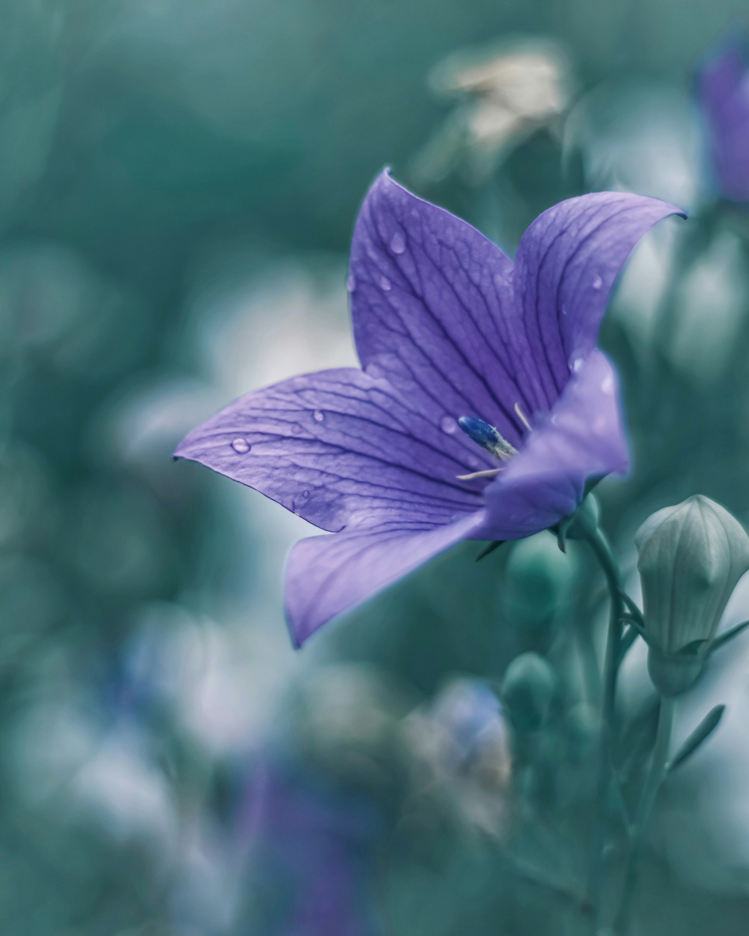 부드러운 배경에 물방울이 맺힌 보라색 꽃