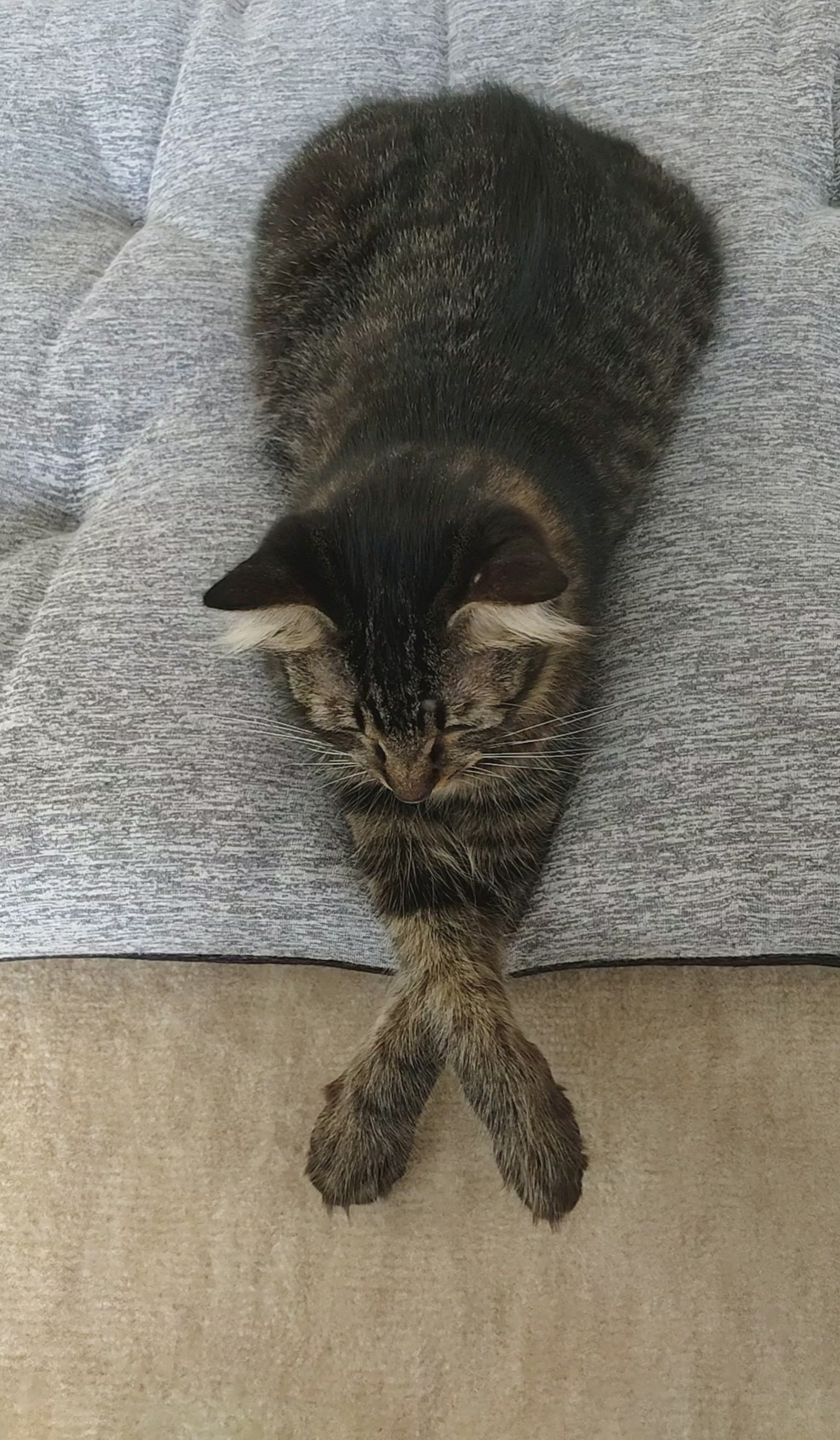Chat se reposant sur un canapé avec les pattes avant croisées