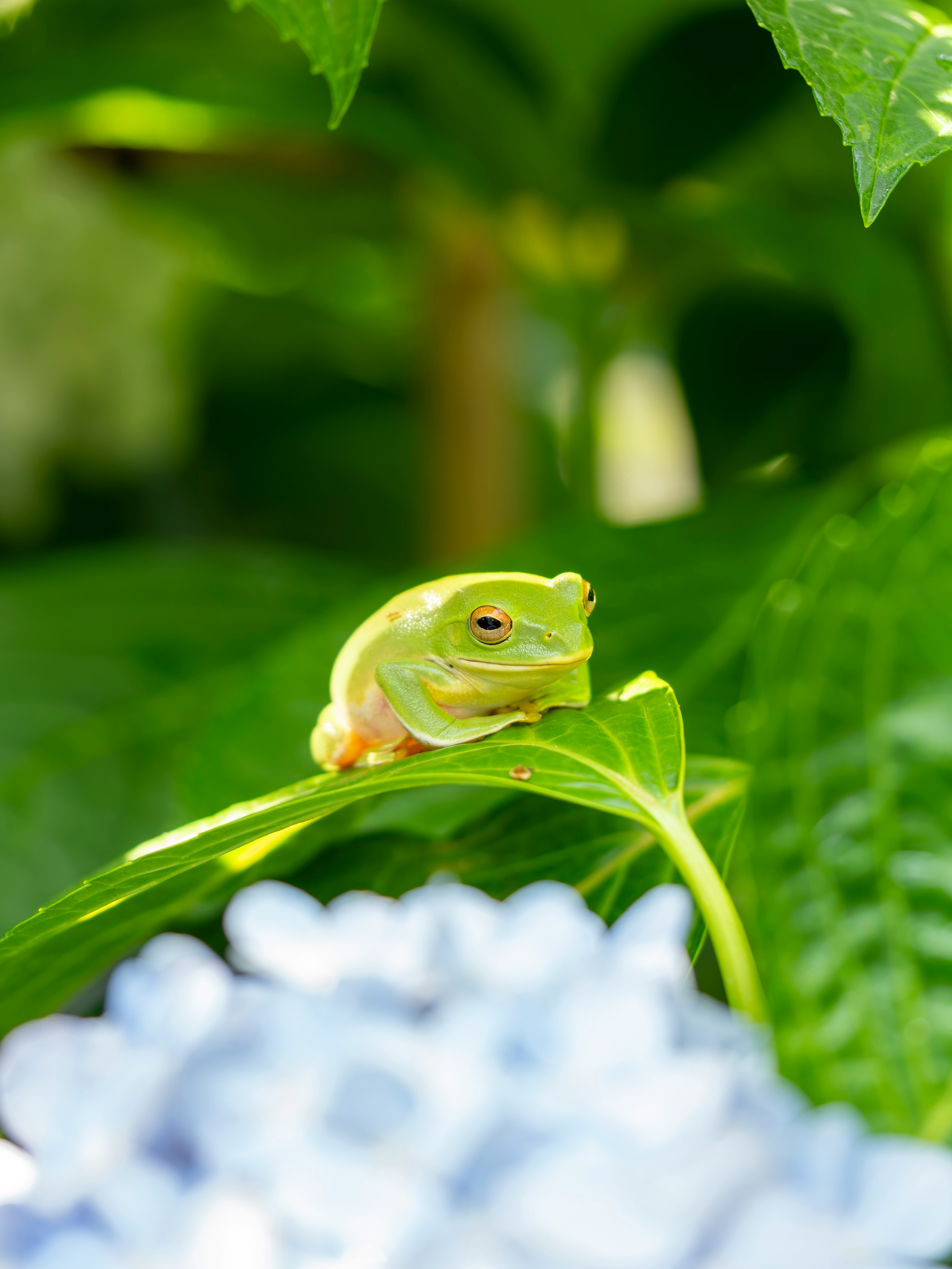 モリアオガエルが葉の上で見つめる画像
