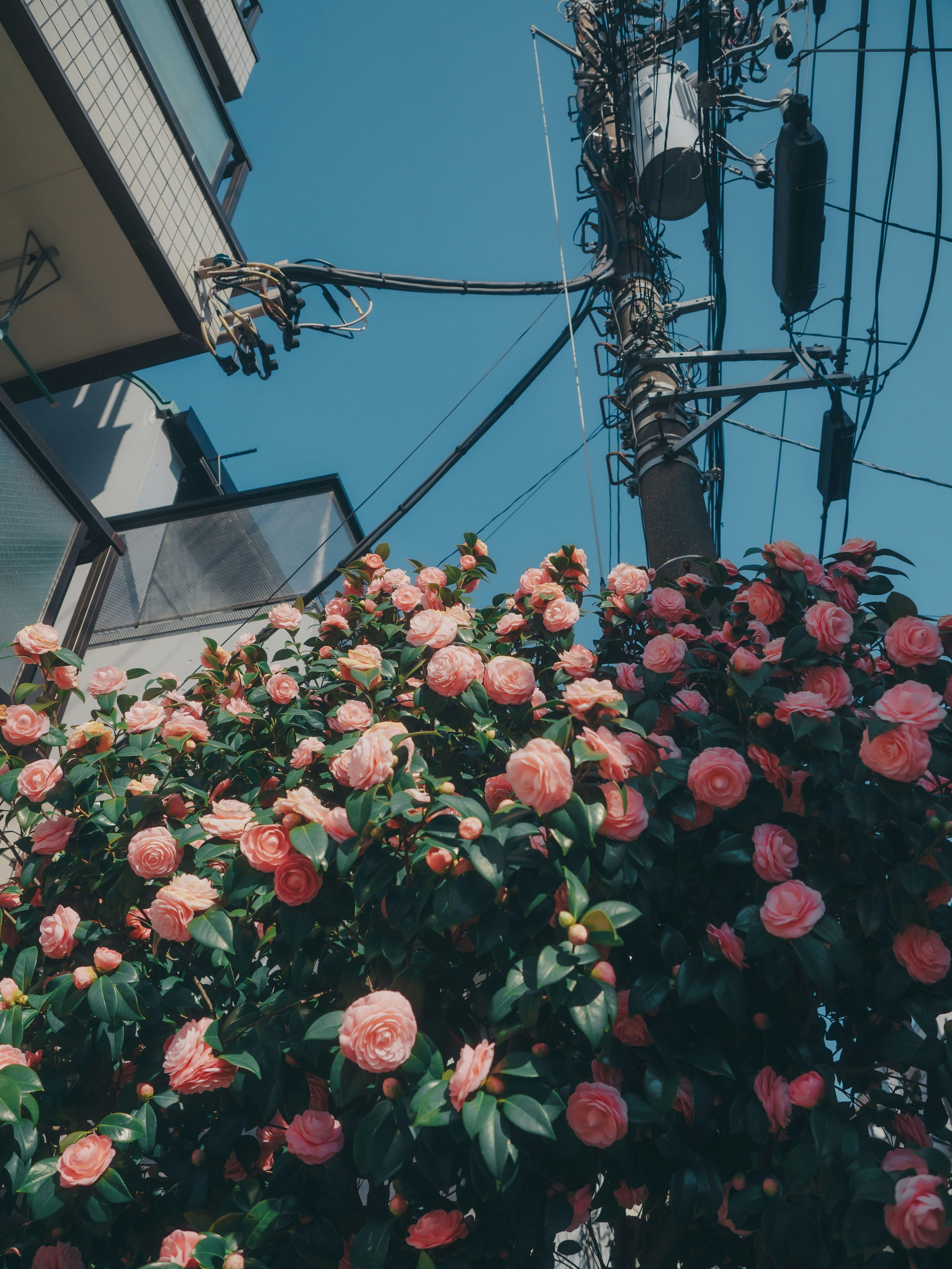 壁沿いに咲く色とりどりのバラの花壇