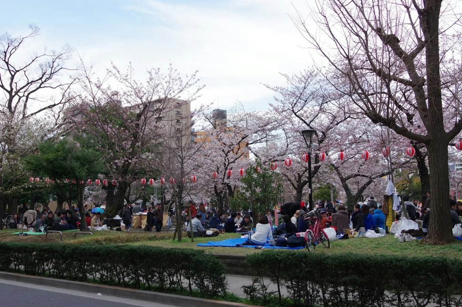 Orang-orang menikmati piknik di bawah pohon sakura di taman