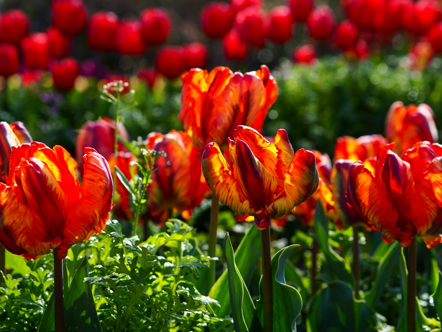 Tulipani arancioni e rossi vibranti in un campo di fiori