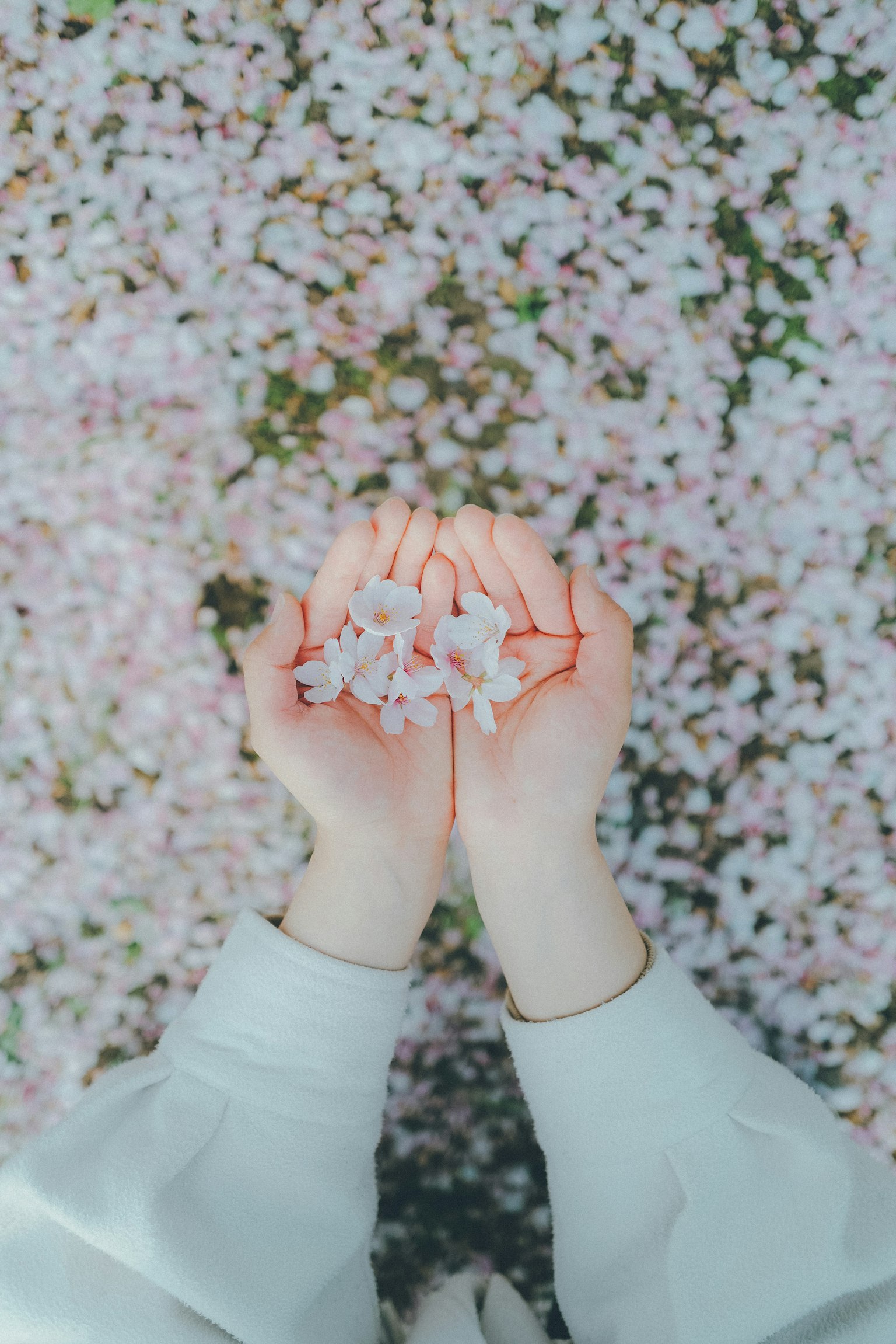 Orang yang memegang kelopak bunga sakura di tangan dengan latar belakang kelopak yang berserakan