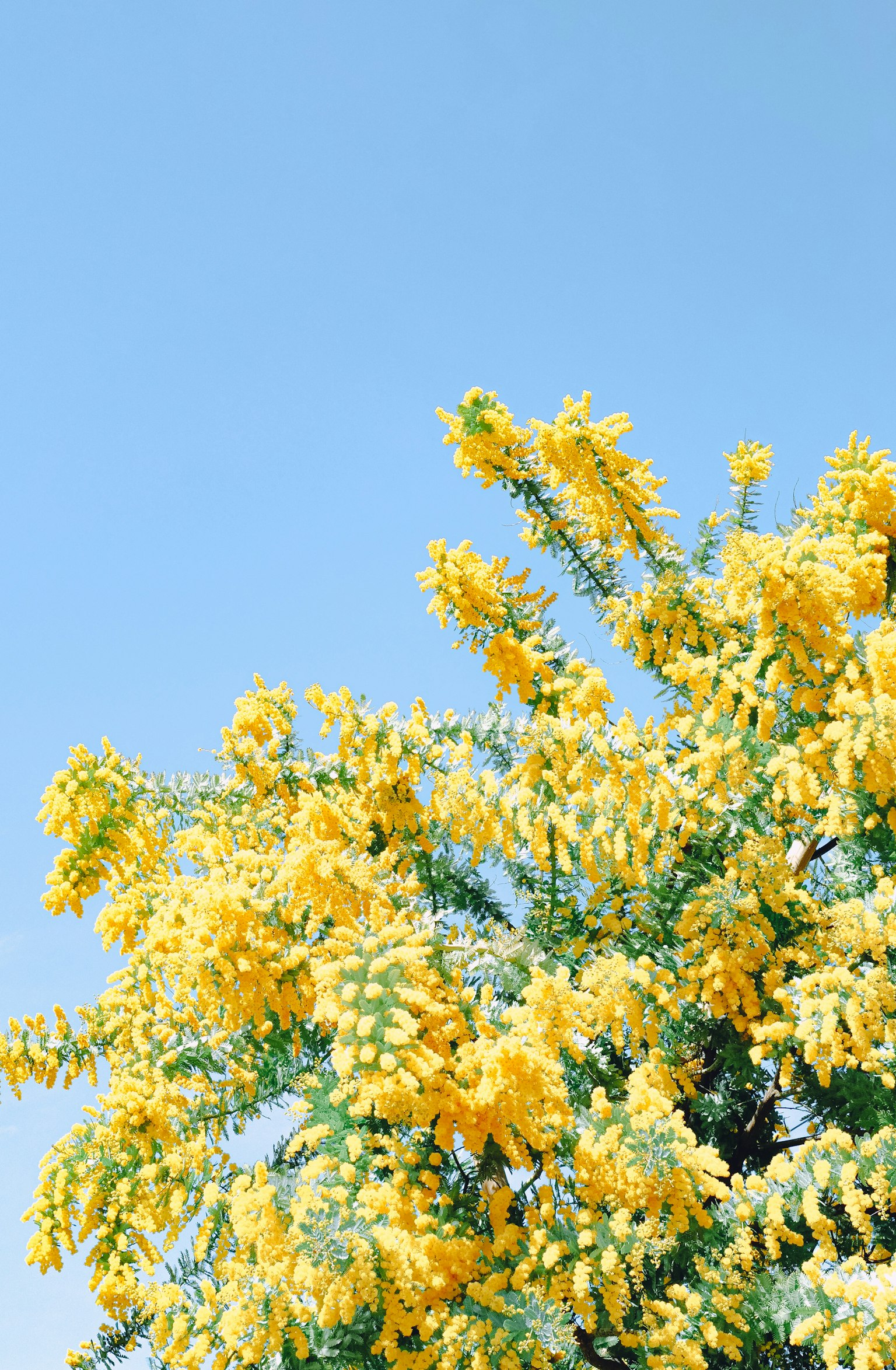 Primo piano di un albero con fiori gialli brillanti contro un cielo blu