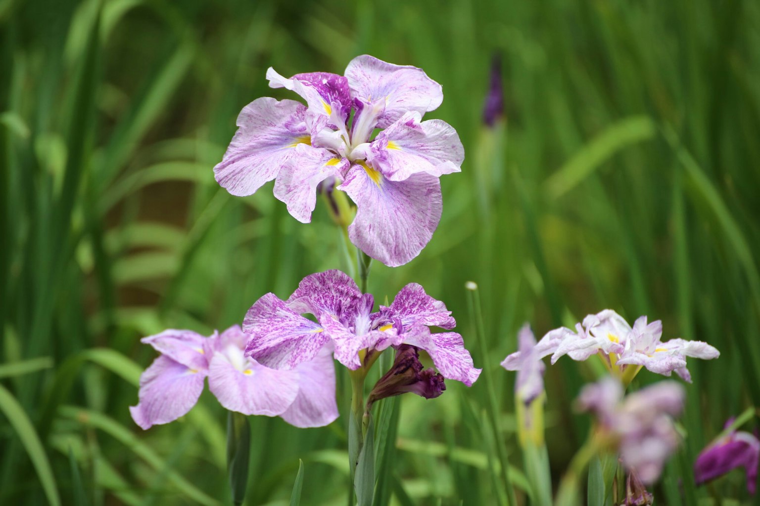 Fleurs violettes fleurissant parmi l'herbe verte