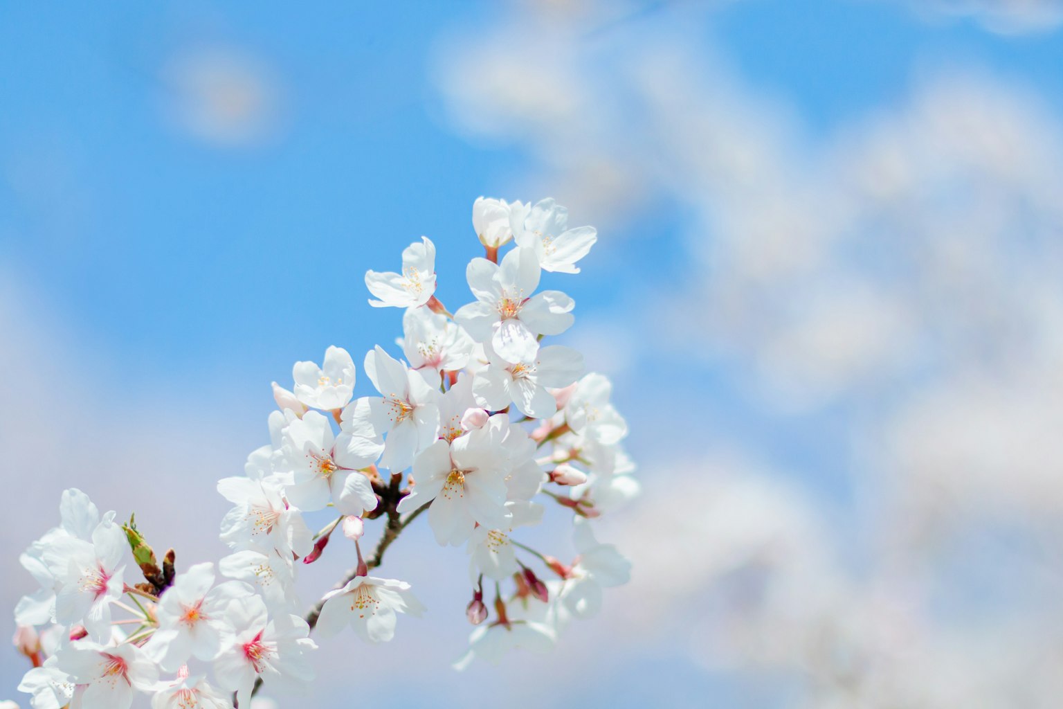 Close-up of cherry blossoms against a blue sky