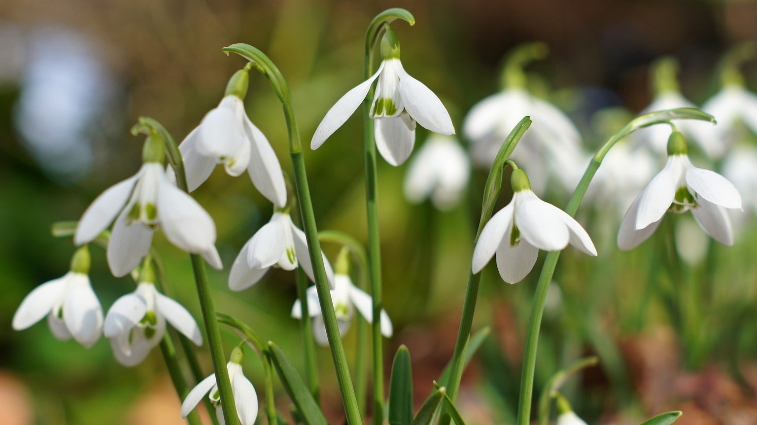 Raggruppamento di fiori di bucaneve bianchi in un giardino