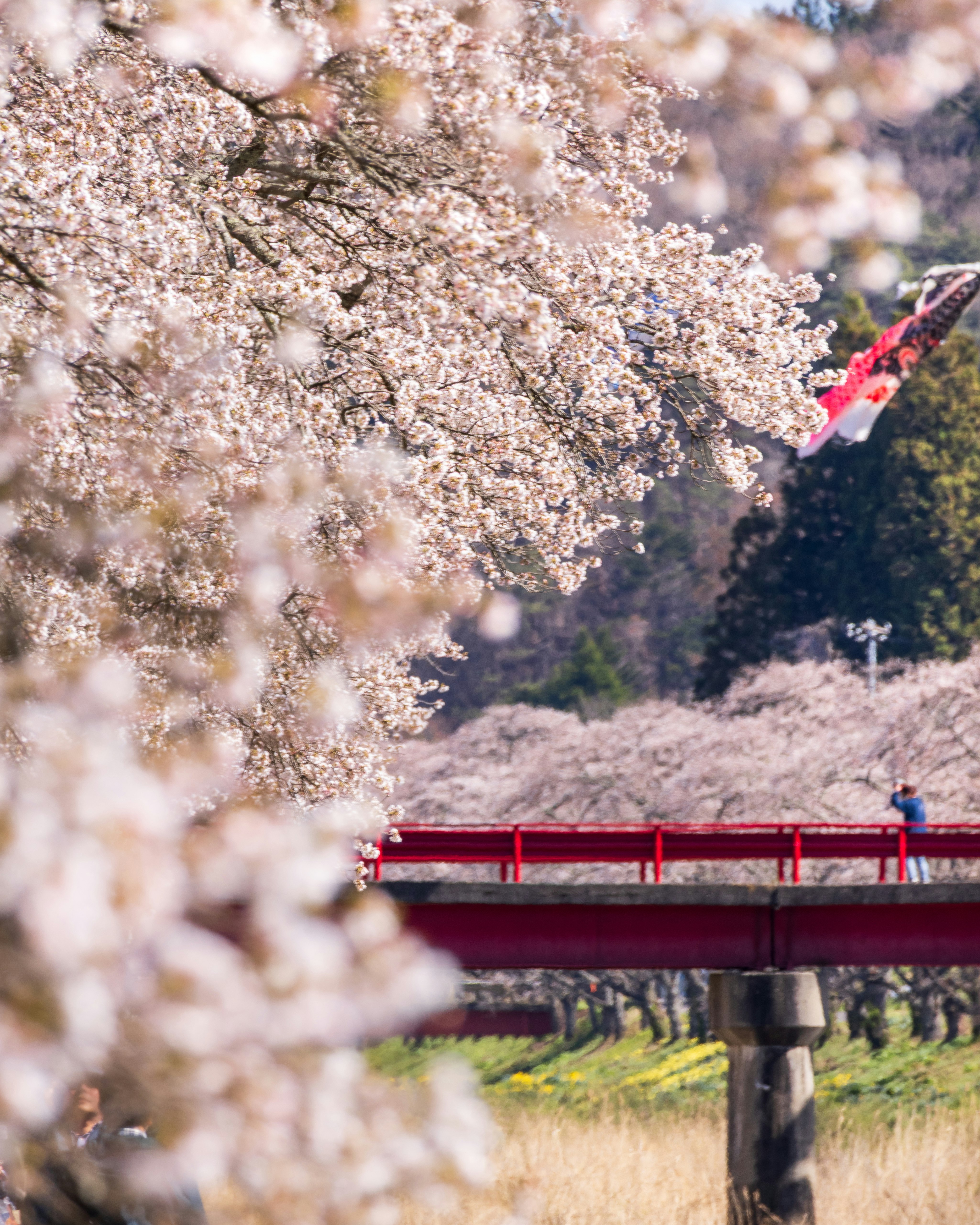 桜の花と赤い橋が見える川沿いの風景