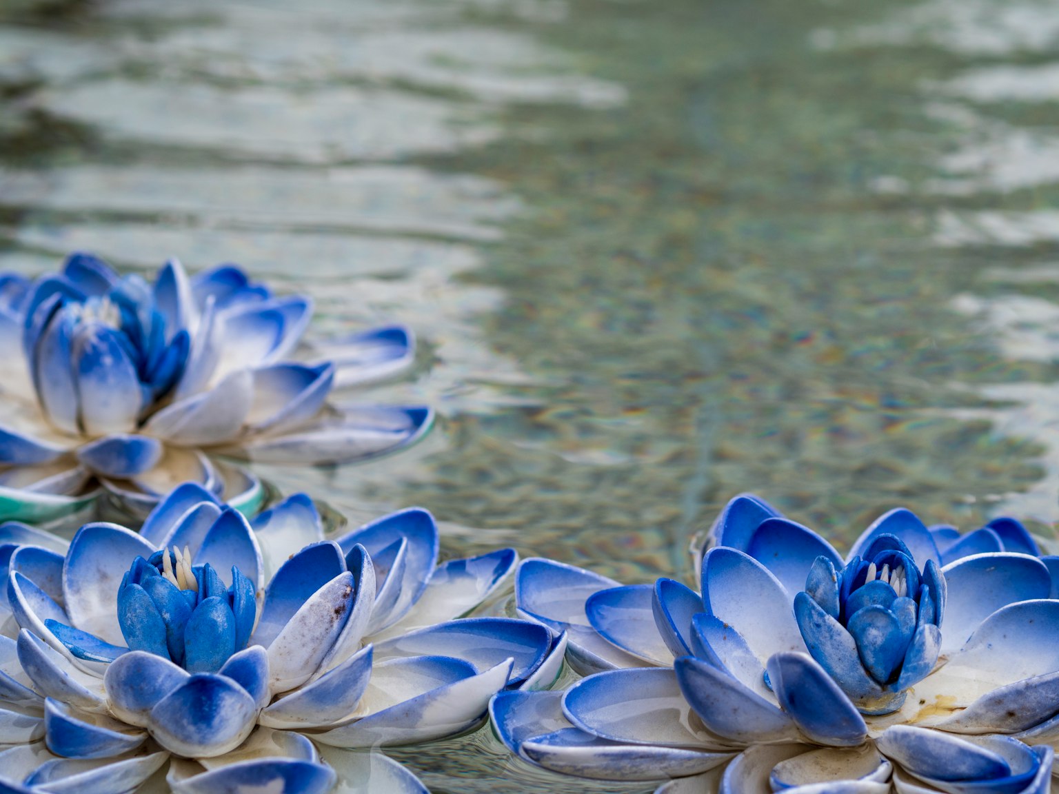 Nenúfares azules y blancos flotando en la superficie del agua