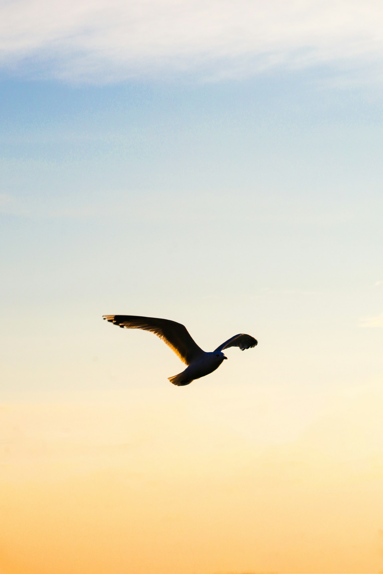 Silhouette eines Vogels, der gegen einen Sonnenuntergangshimmel fliegt