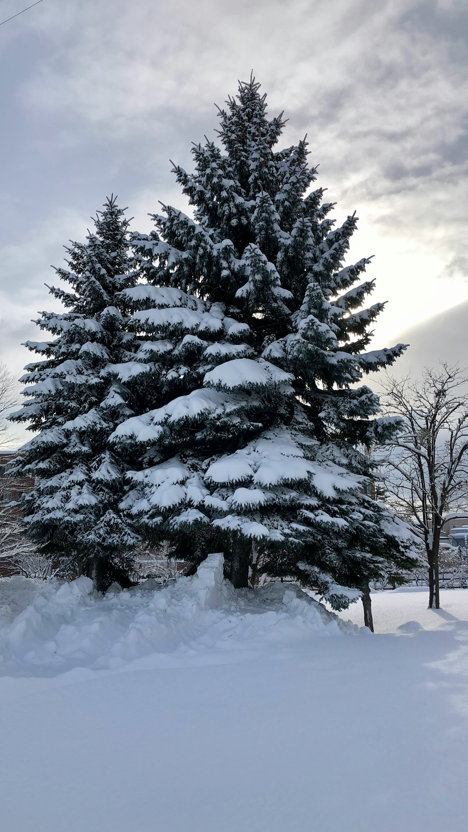 被雪覆盖的常青树和多云的天空