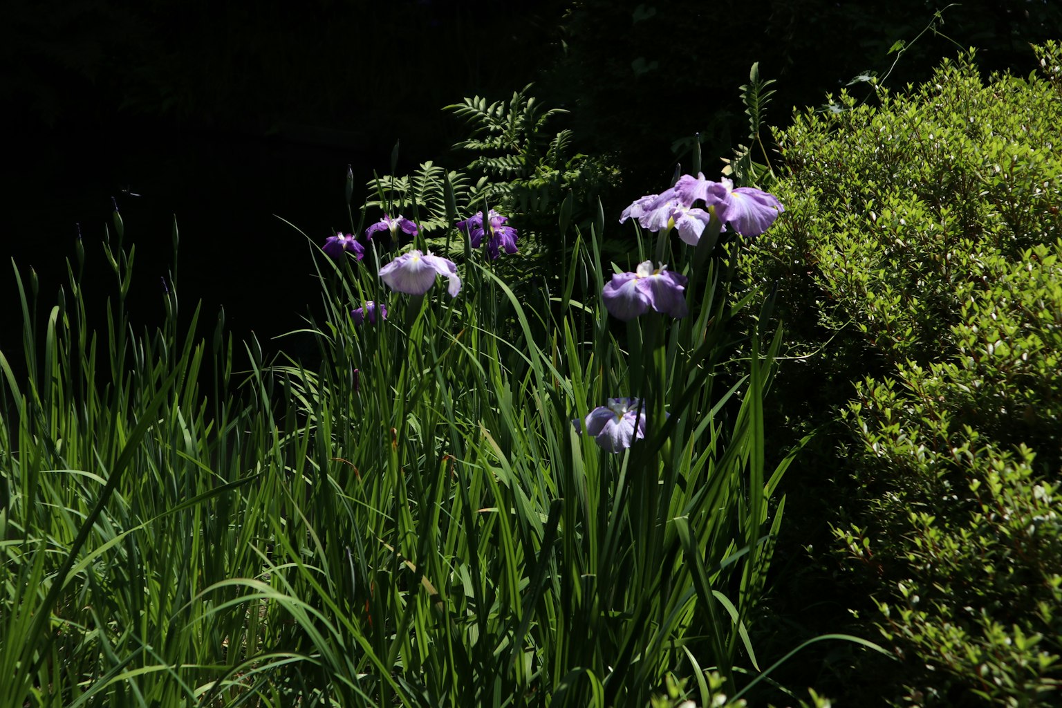 Fiori viola circondati da erba verde lussureggiante
