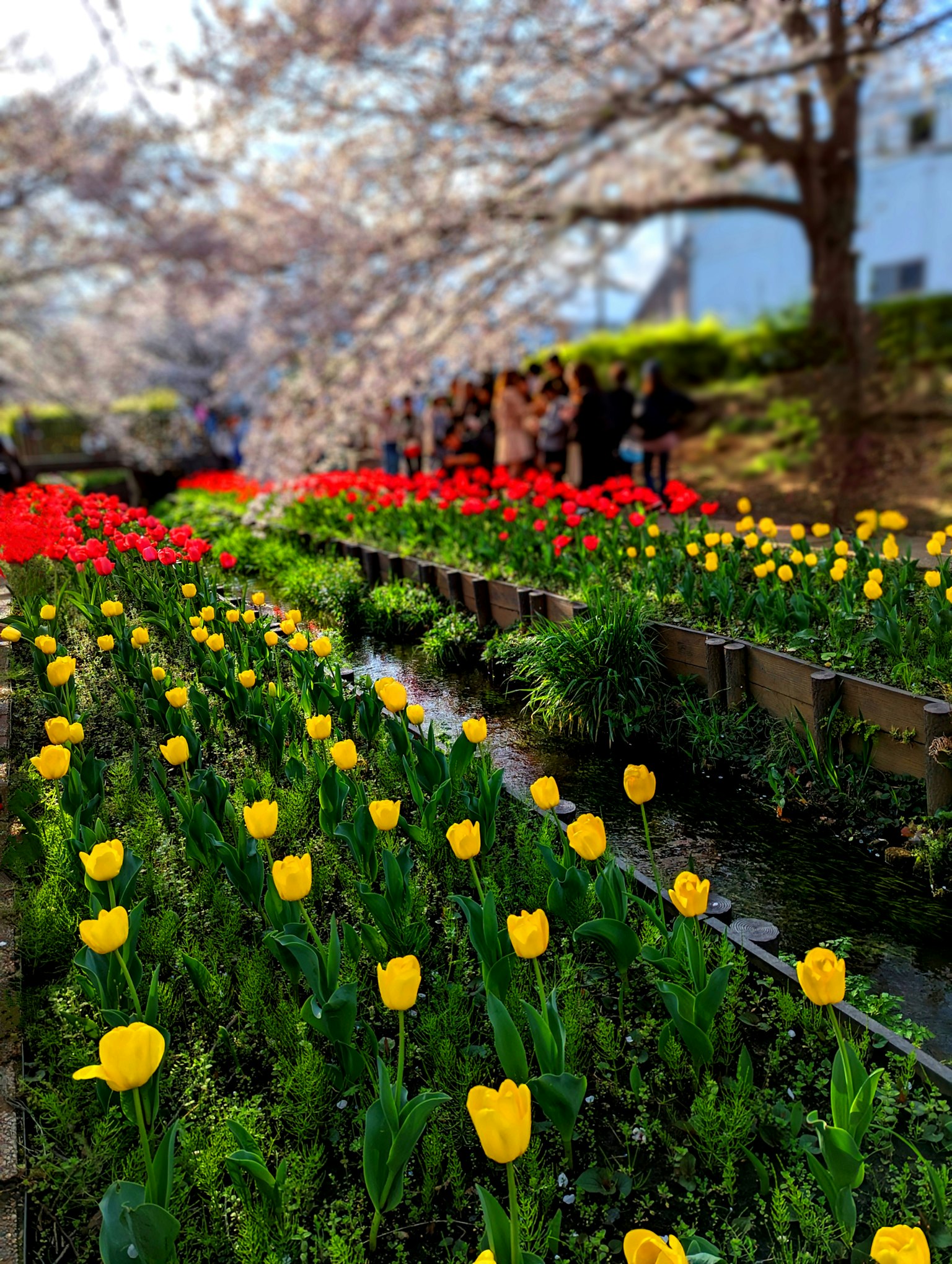 Tulip dan bunga berwarna-warni mekar di bawah pohon sakura