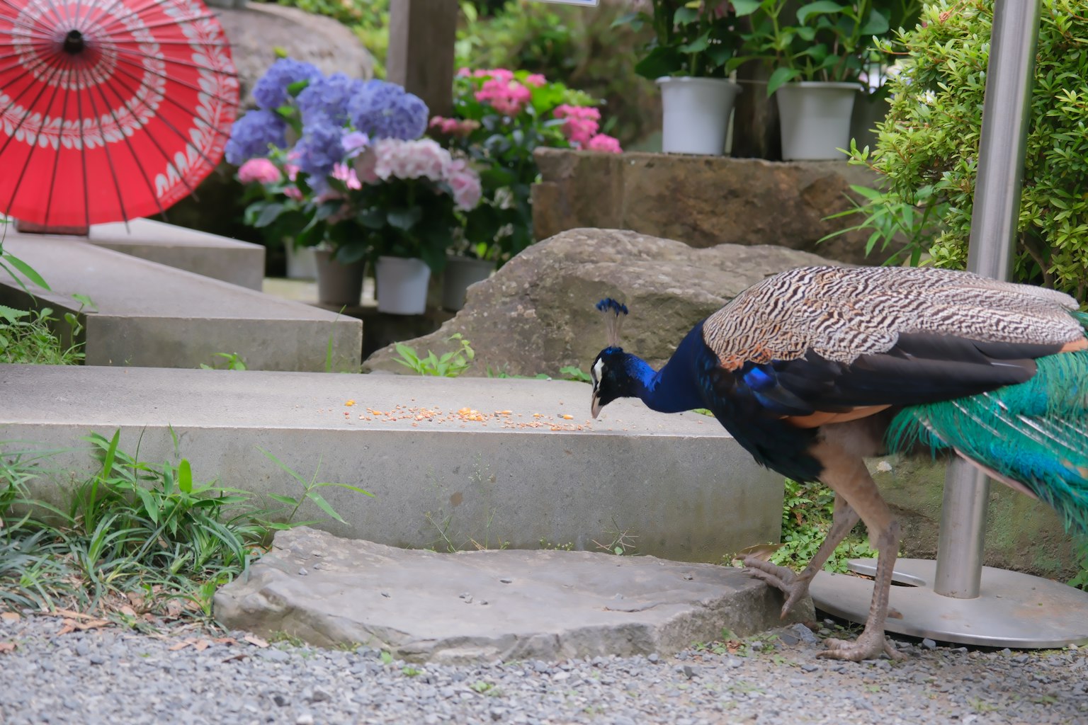 Peacock walking in a garden with colorful flowers and a red umbrella