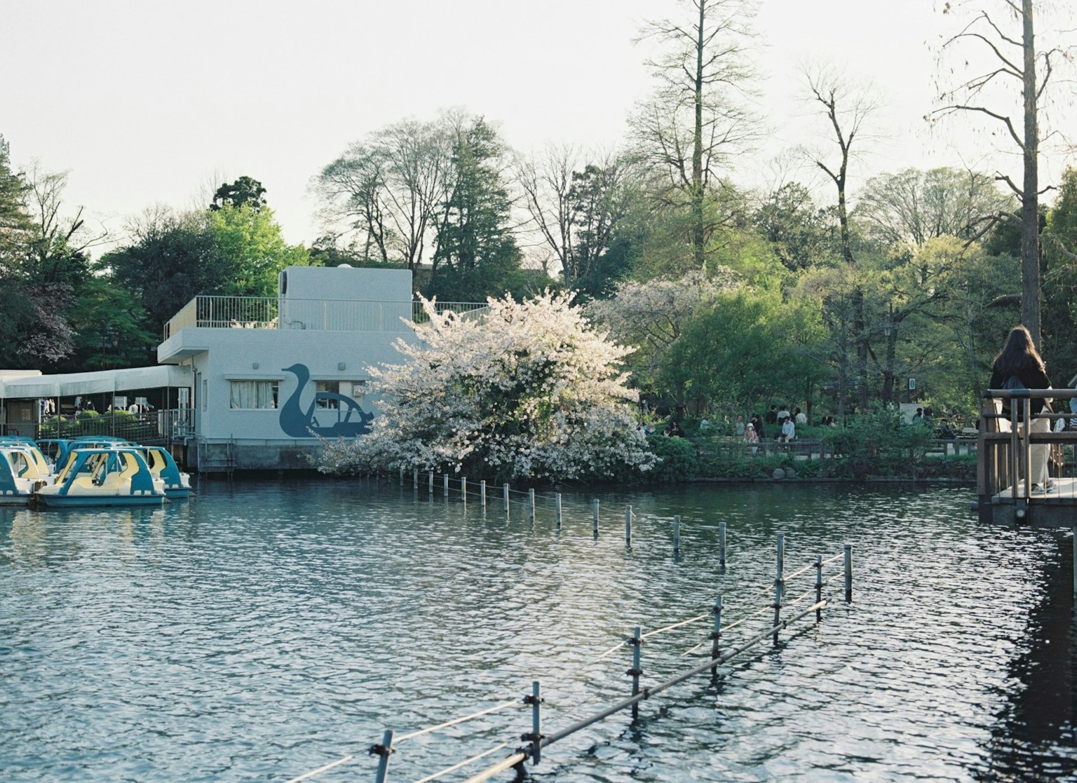 Pemandangan indah pohon sakura di sekitar danau dengan perahu dayung