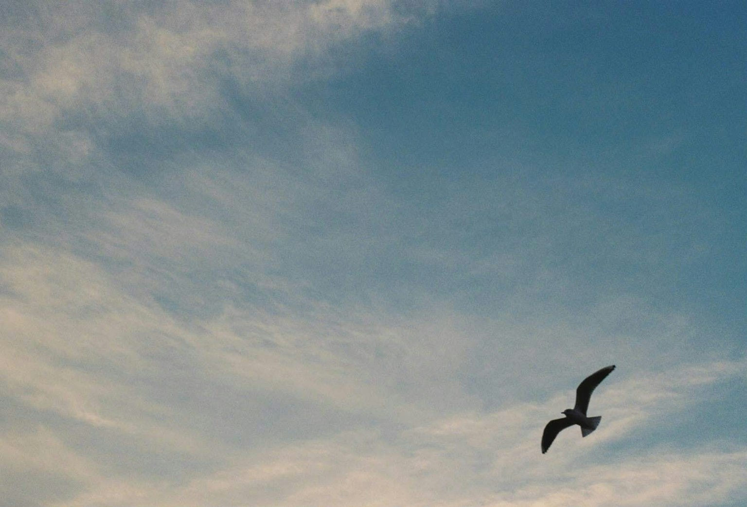 Bird flying against a blue sky with clouds