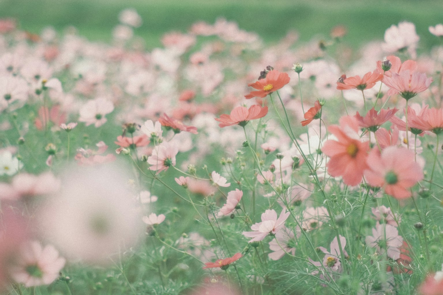 Ein Feld mit blühenden Pastellfarben Blumen