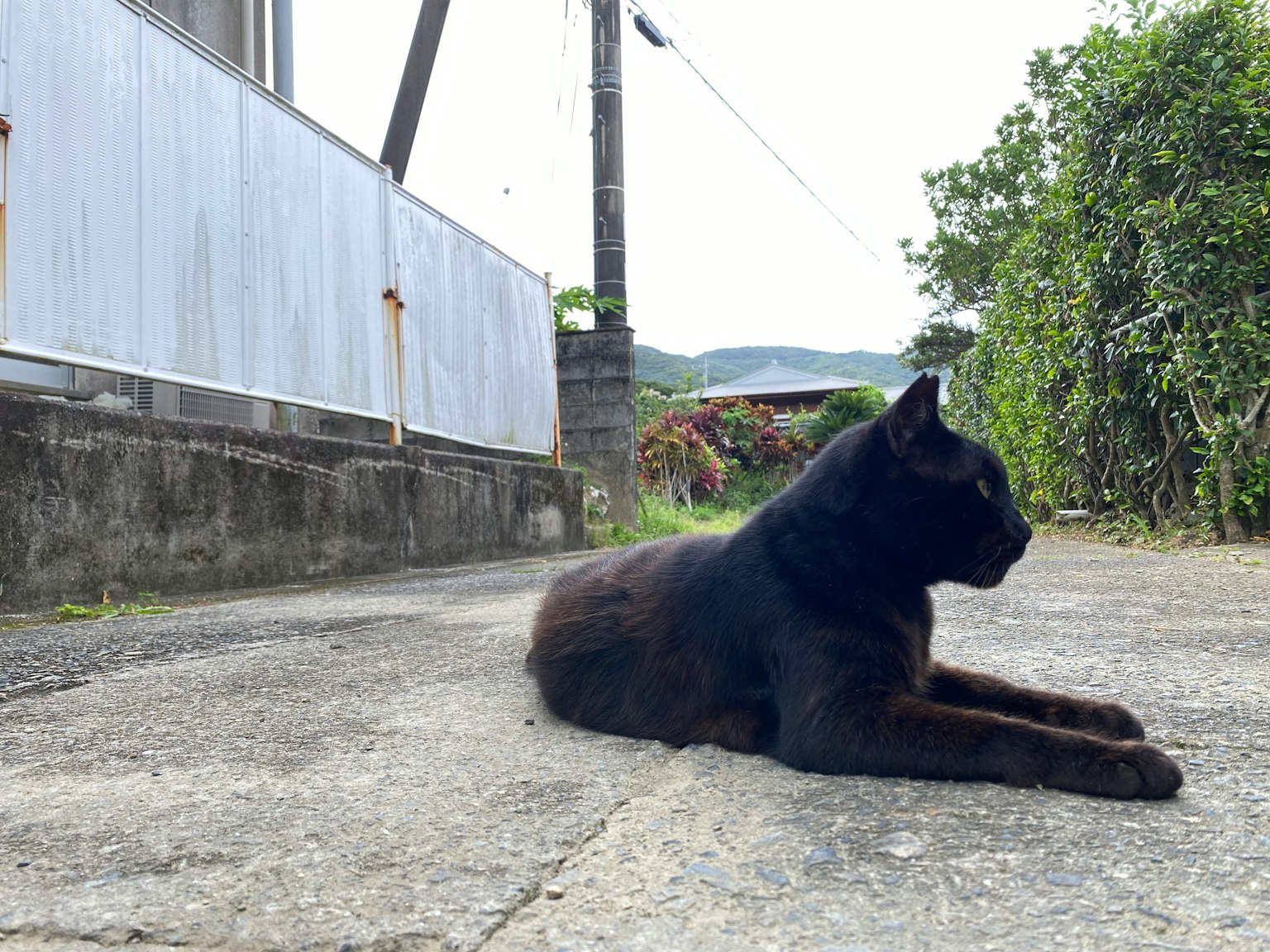 一只黑猫躺在铺砌的表面上，周围环境宁静