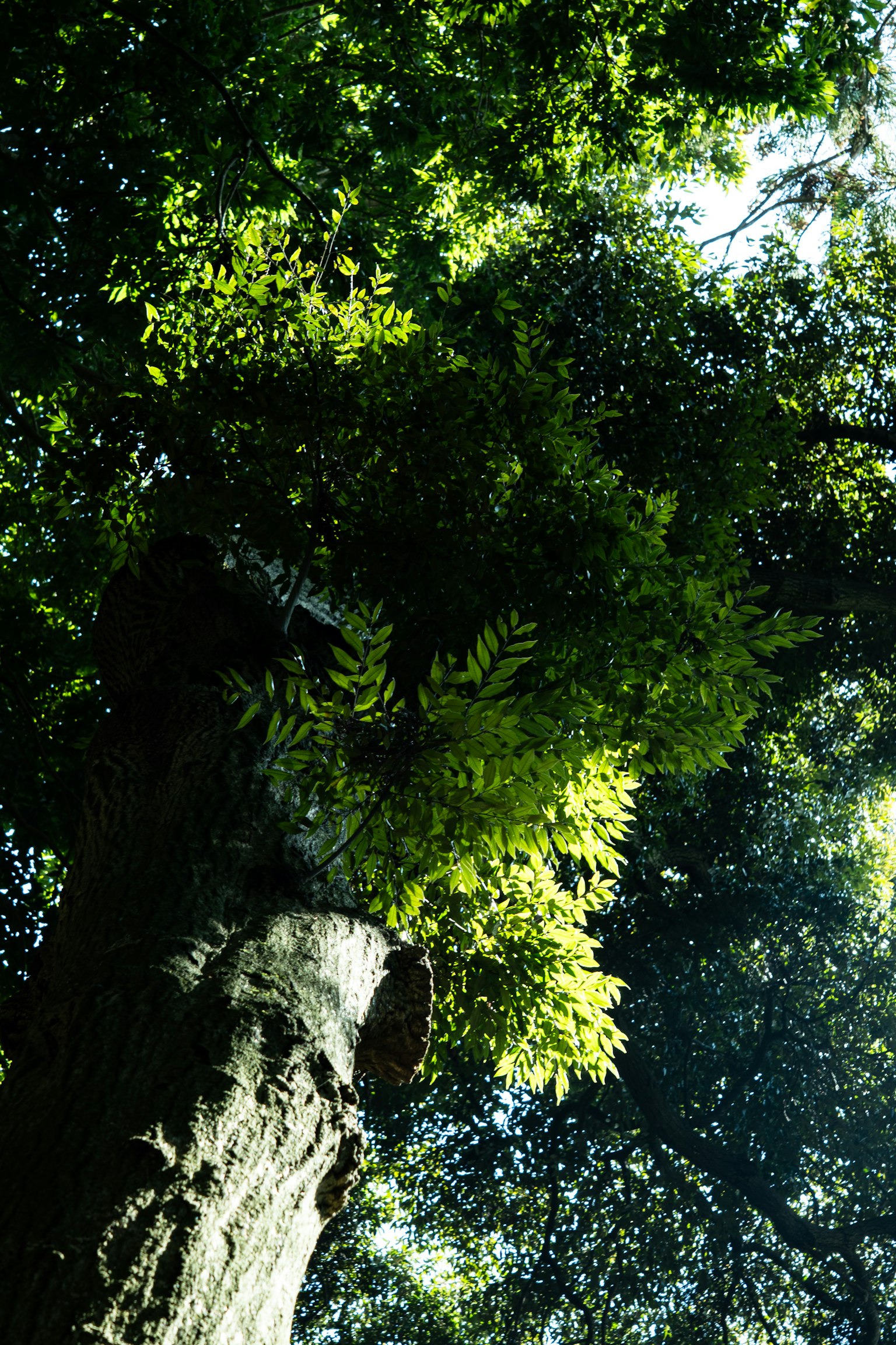 從低處向上拍攝的樹幹和綠色葉子的照片