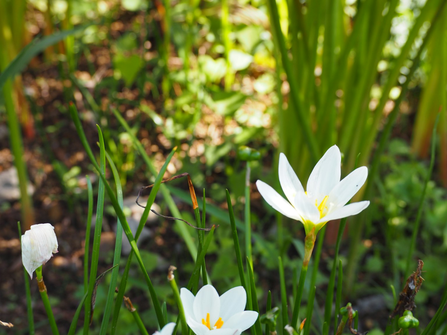 Eine Gruppe weißer Blumen mit gelben Zentren umgeben von grünem Laub