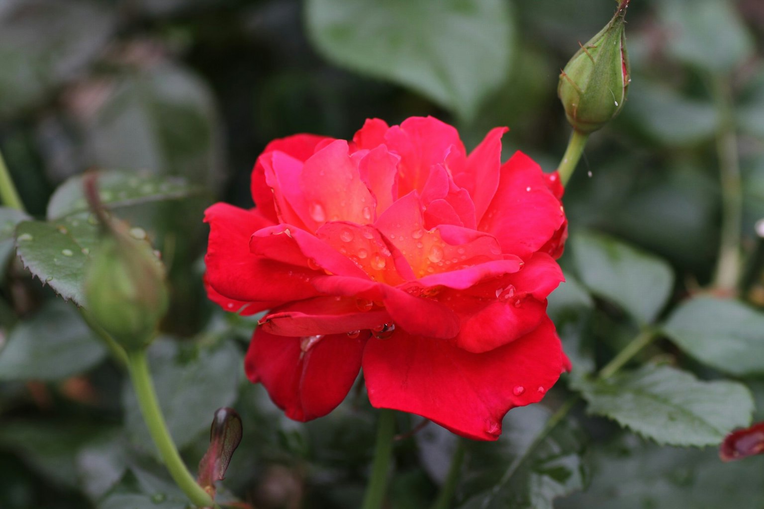 Bunga mawar merah cerah dengan daun hijau