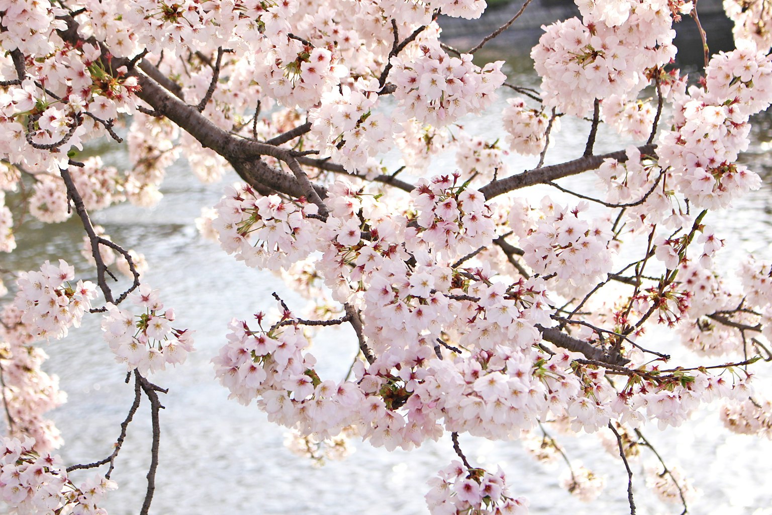 Rami di ciliegio con fiori rosa tenui su uno sfondo di acqua scintillante