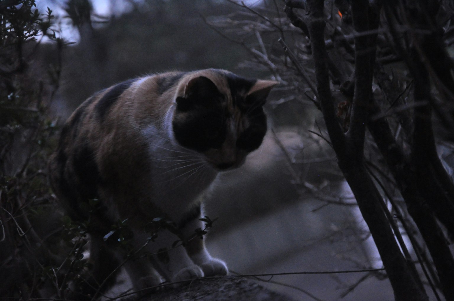Calico cat perched on a branch in a dimly lit setting
