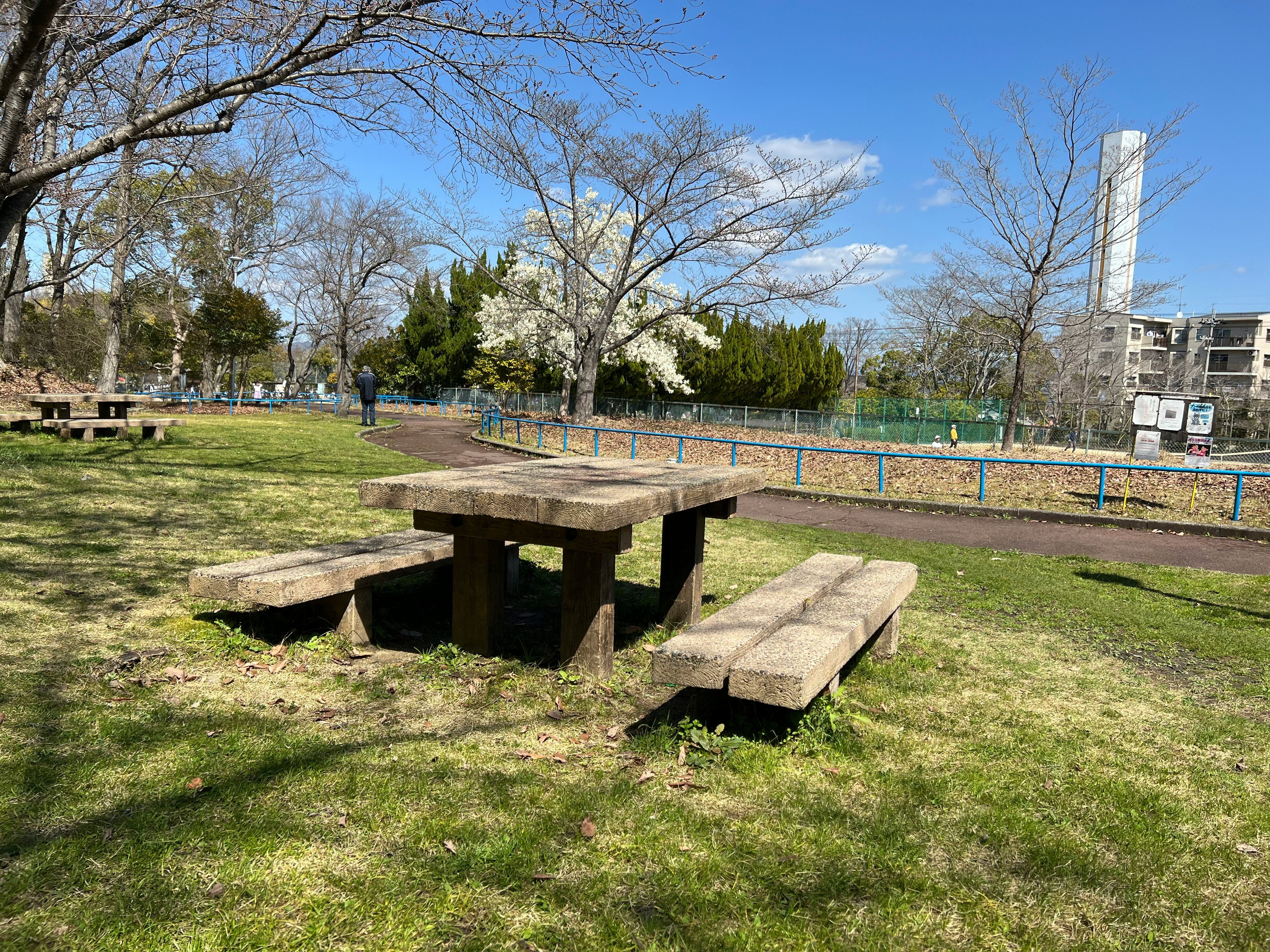 公園草地上的長椅與樹木景