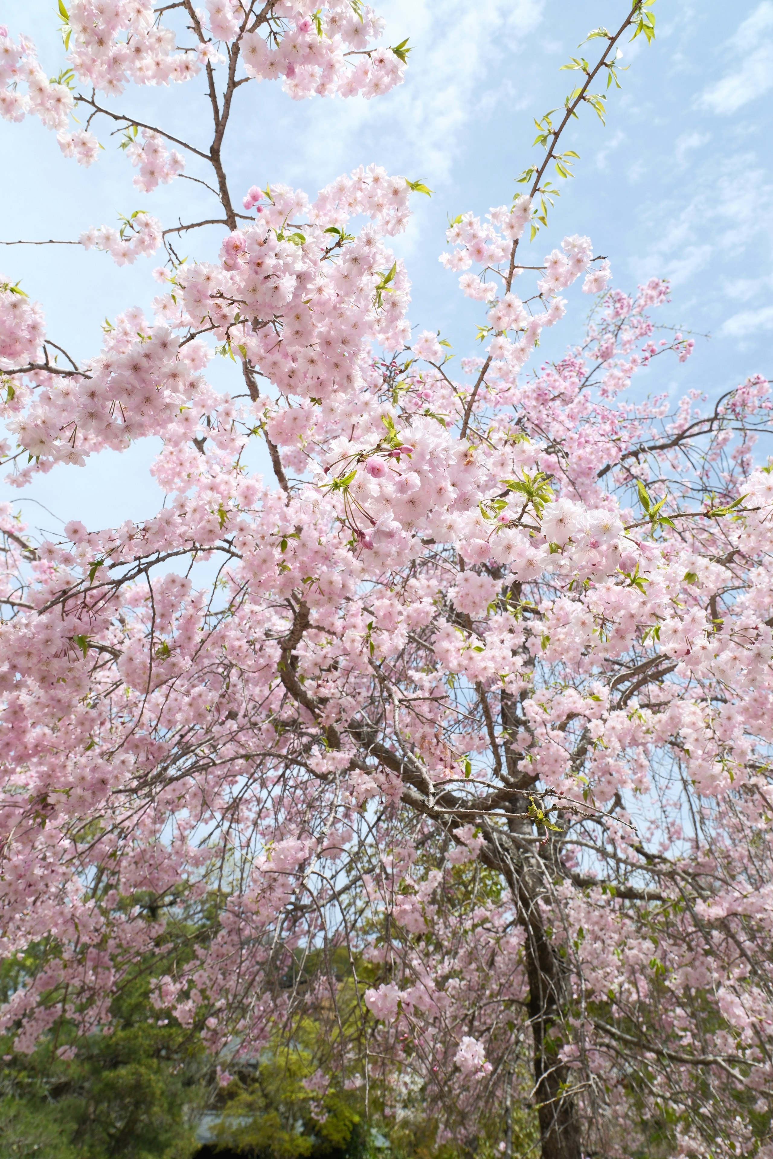 桜の花が咲く宮島の木々の枝ぶり