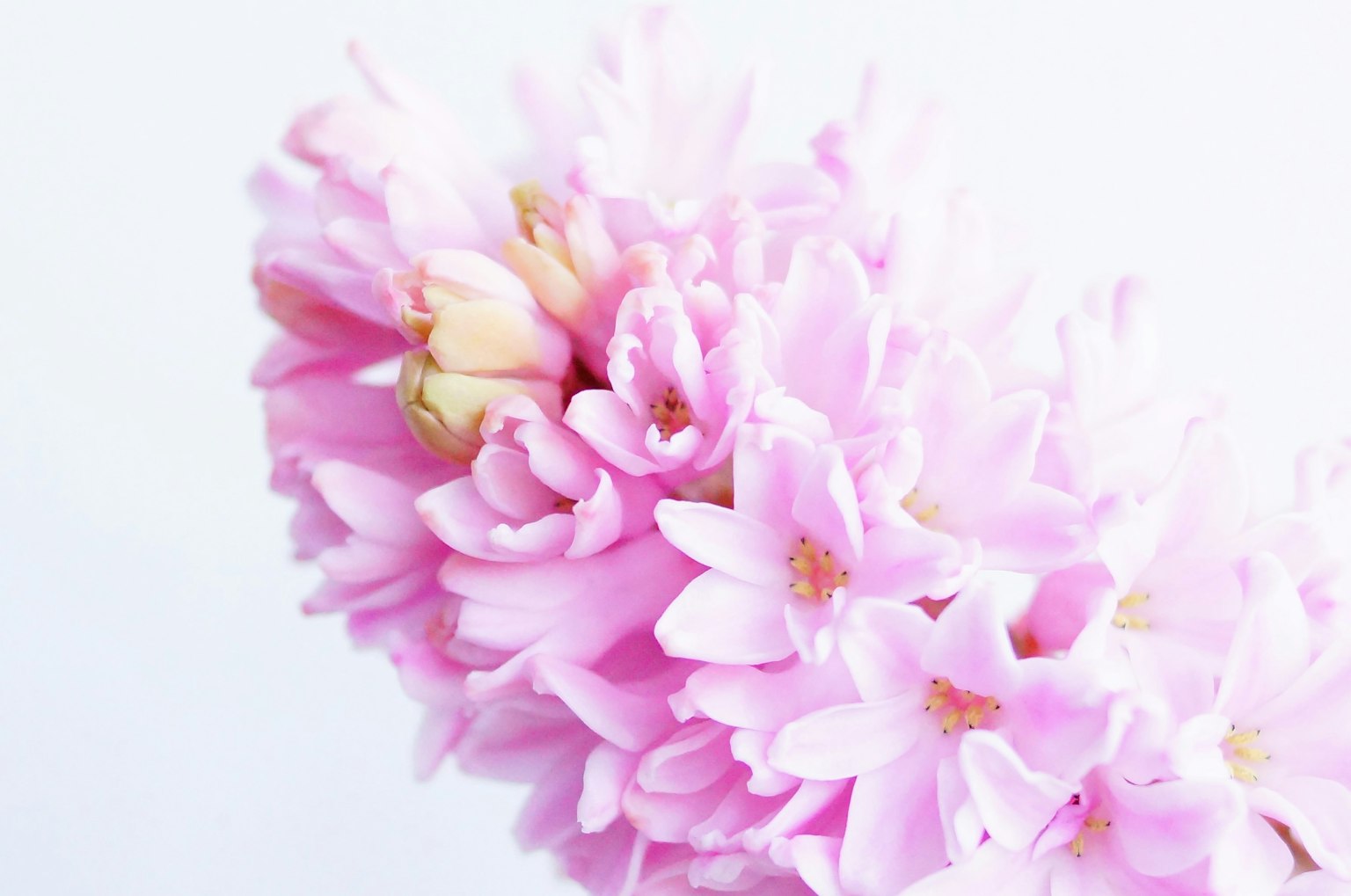 Un beau bouquet de fleurs roses douces