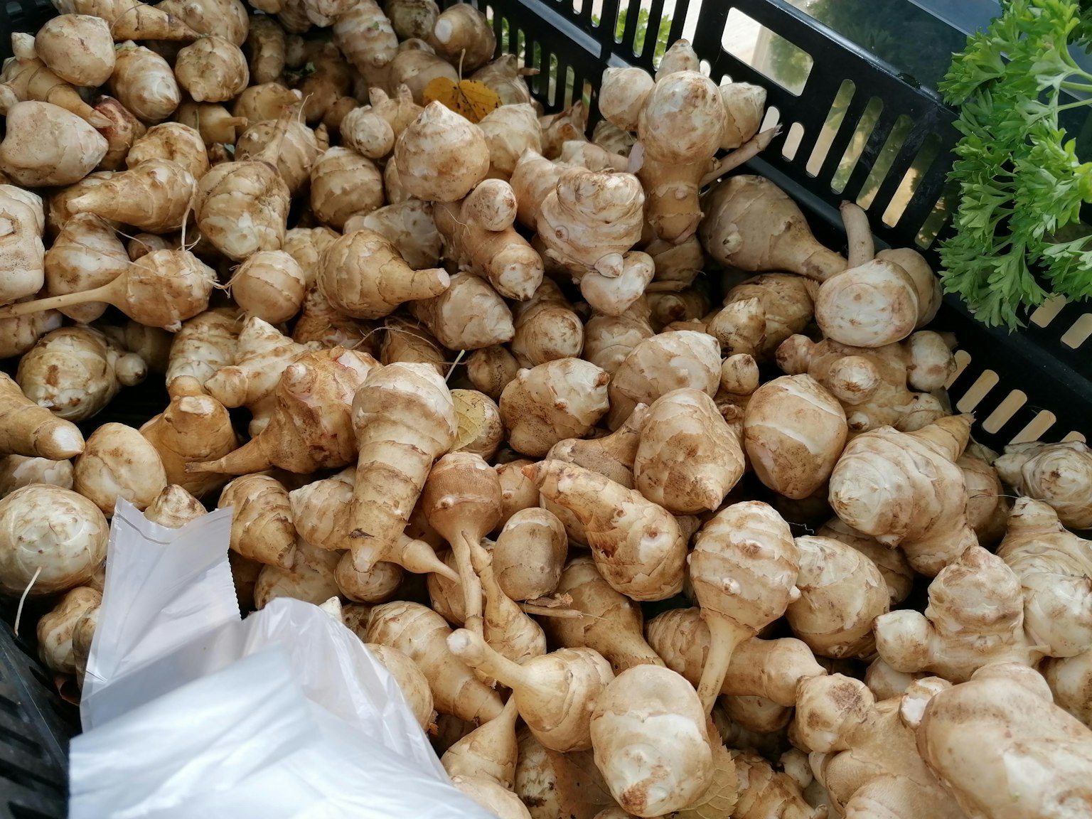 一個裝滿各種根菜的籃子，包括菊芋